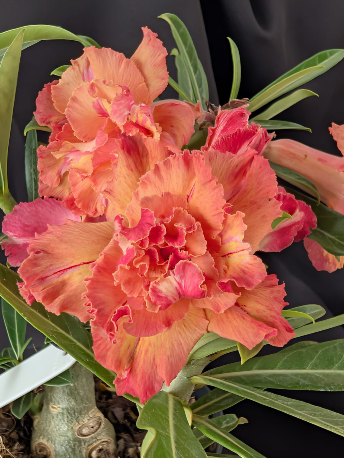 ROSA DO DESERTO LARANJA LK725| MULTIPÉTALAS - Apolonia Grade