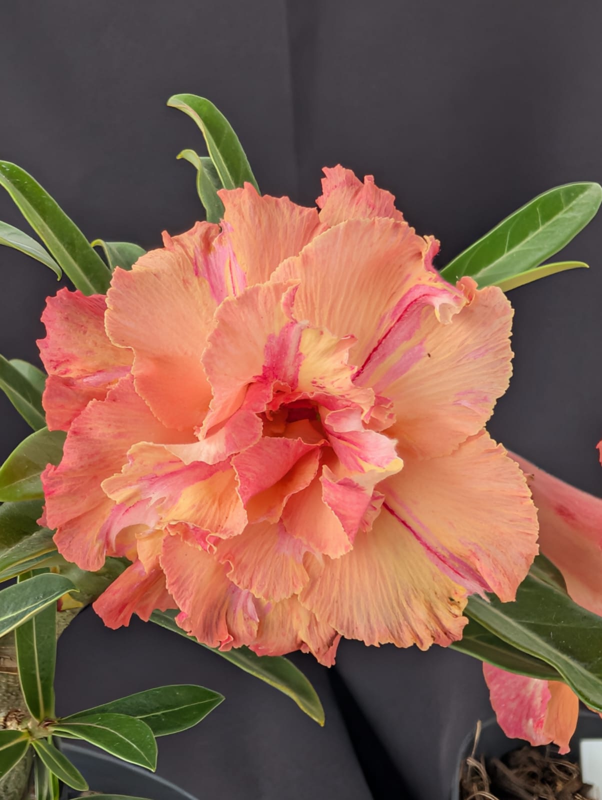 ROSA DO DESERTO LARANJA LK725| MULTIPÉTALAS - Apolonia Grade