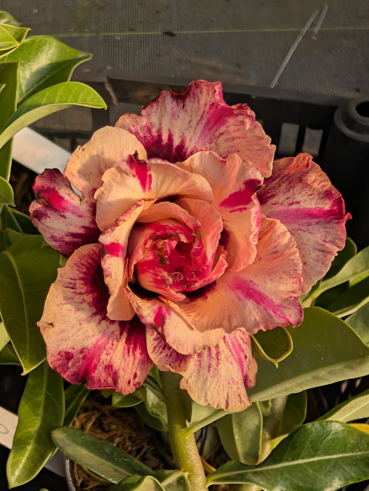 ROSA DO DESERTO LK 260 | LARANJA MATIZADO - Apolonia Grade