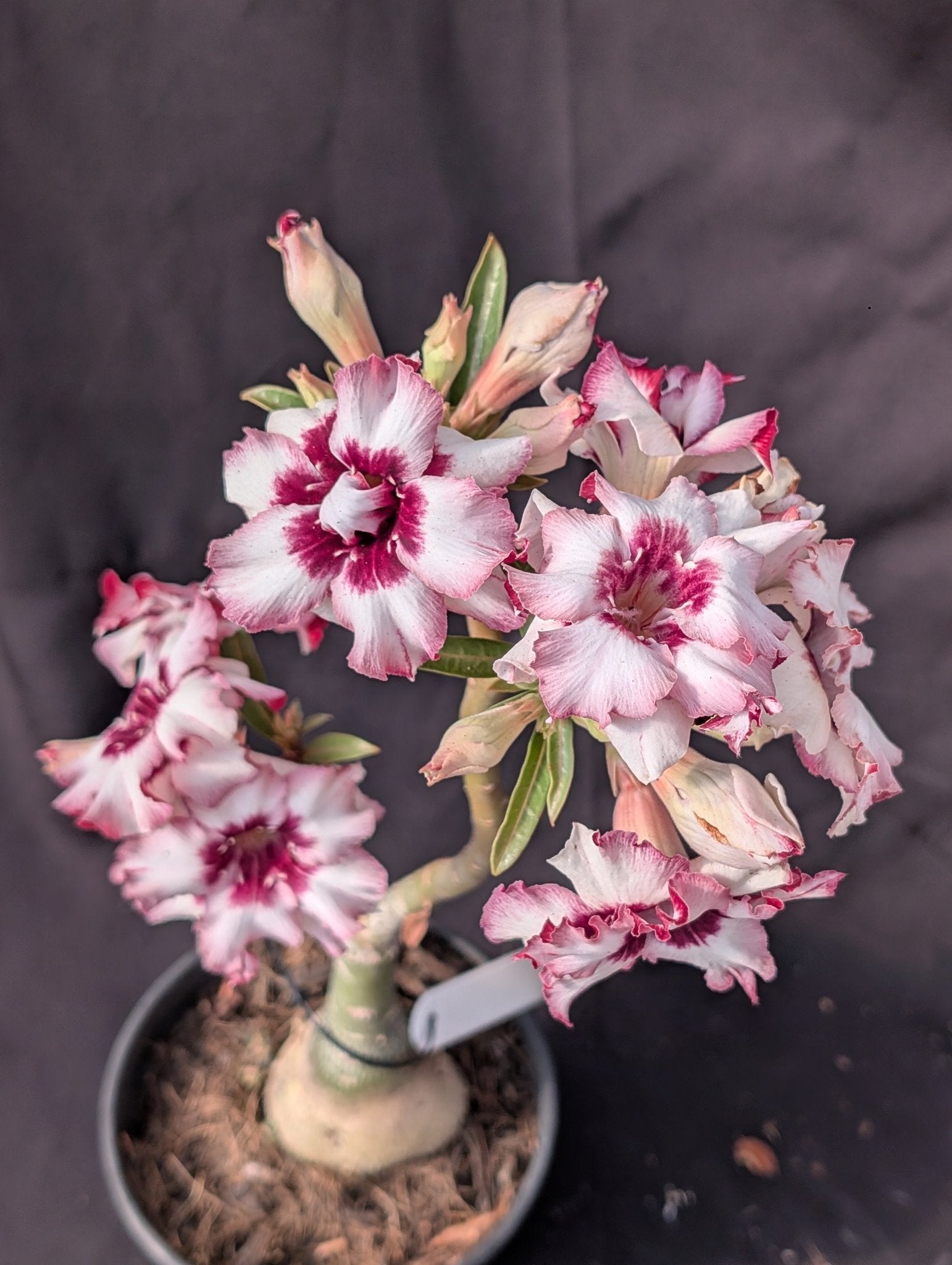 ROSA DO DESERTO LK 333 | BOUQUET BRANCO COM ROXO | DOBRADA - Apolonia Grade