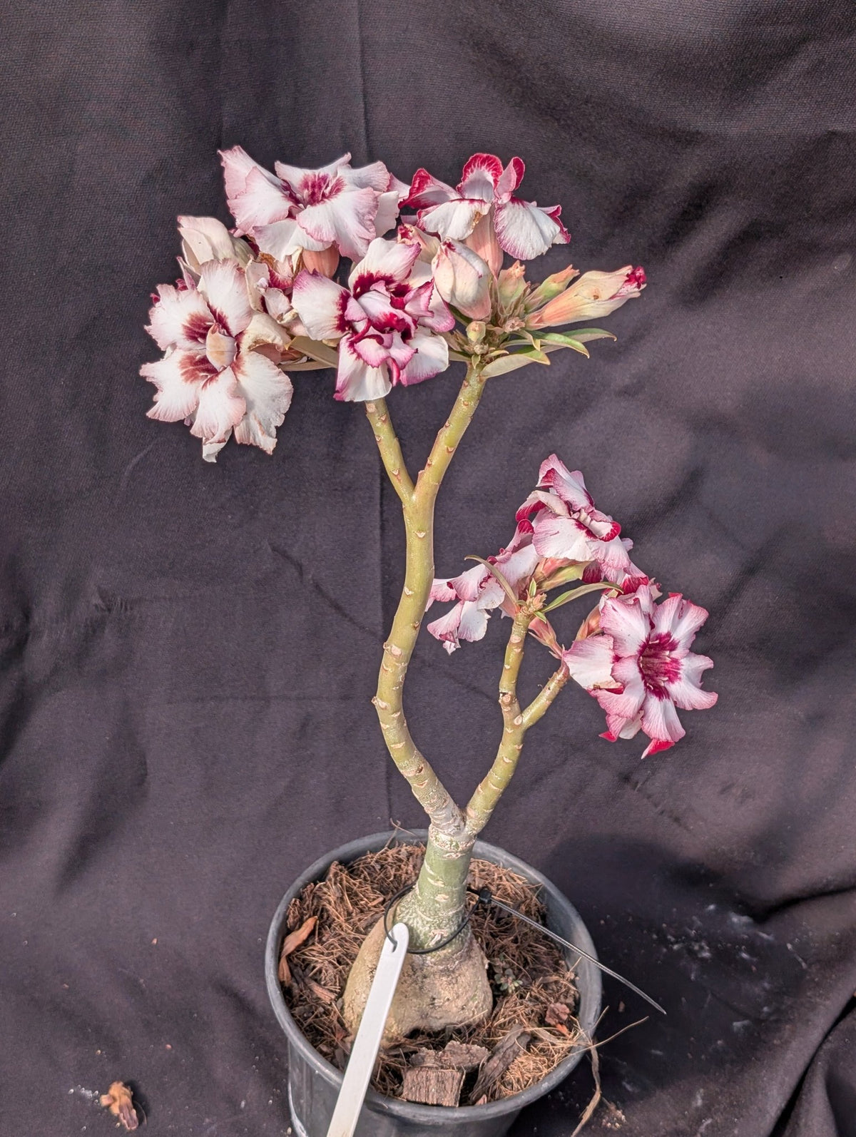 ROSA DO DESERTO LK 333 | BOUQUET BRANCO COM ROXO | DOBRADA - Apolonia Grade