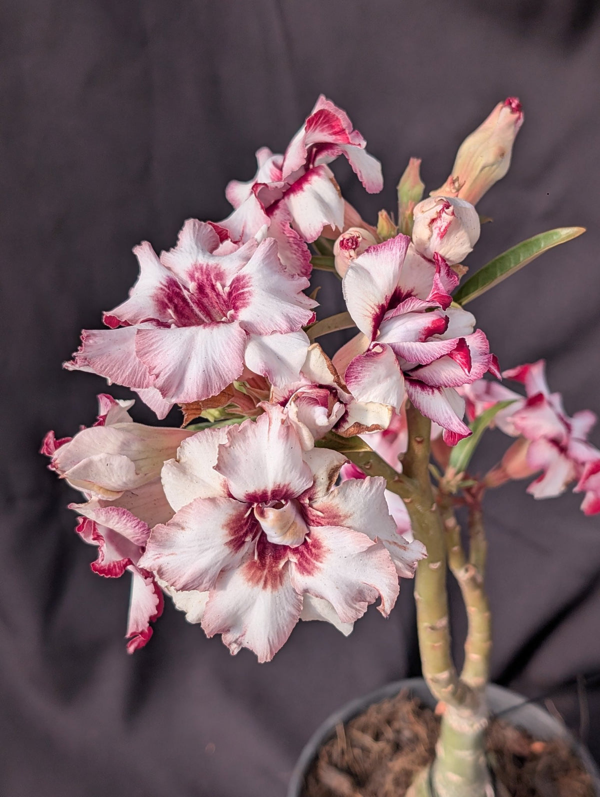 ROSA DO DESERTO LK 333 | BOUQUET BRANCO COM ROXO | DOBRADA - Apolonia Grade
