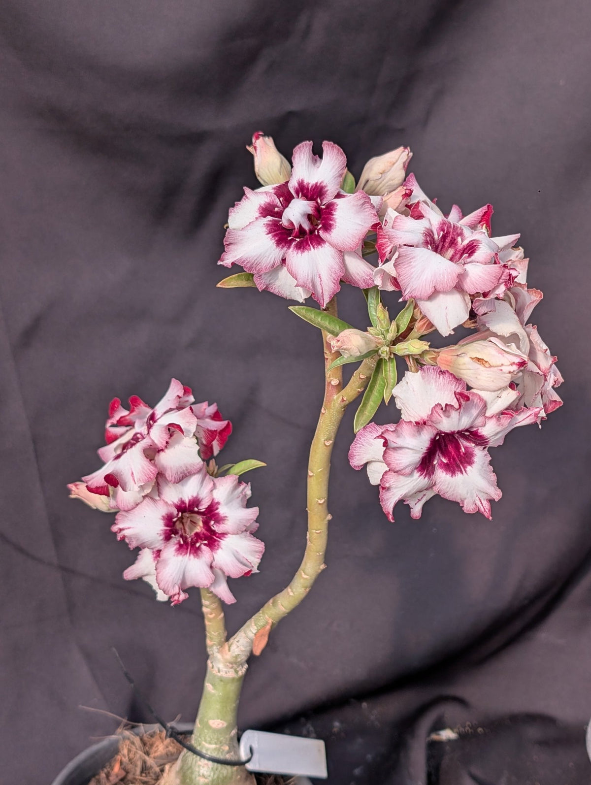 ROSA DO DESERTO LK 333 | BOUQUET BRANCO COM ROXO | DOBRADA - Apolonia Grade
