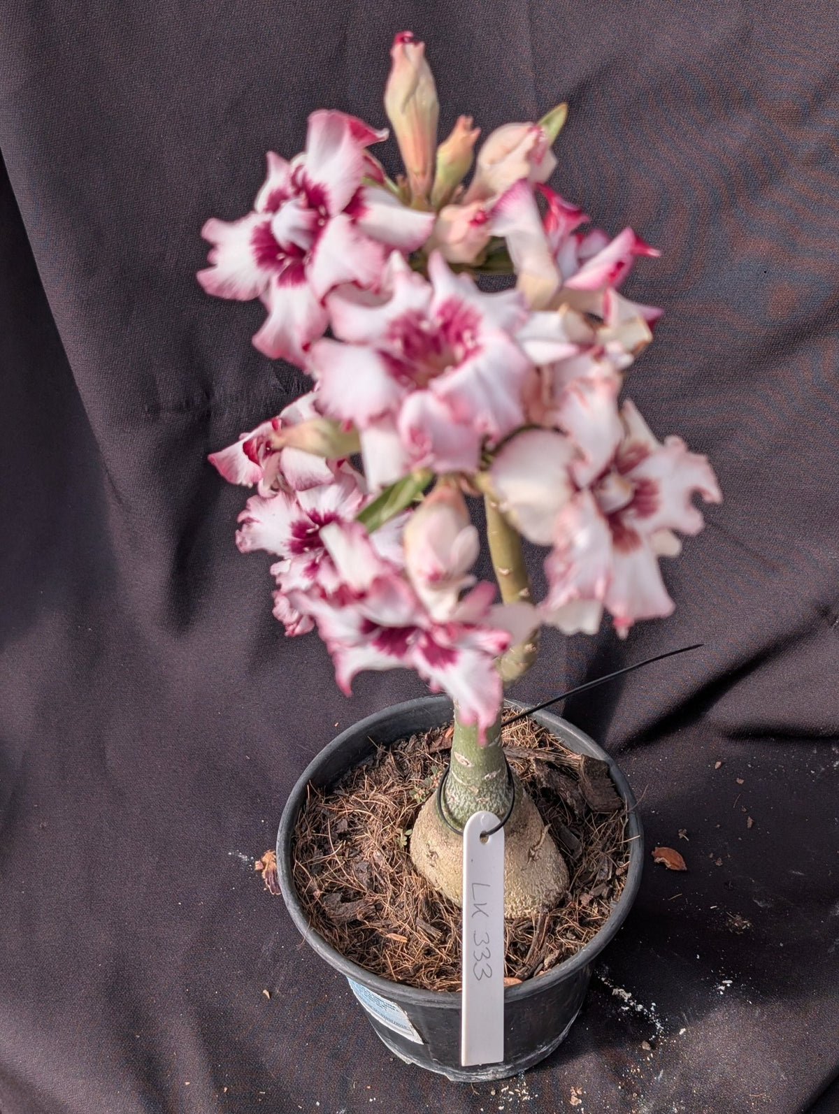 ROSA DO DESERTO LK 333 | BOUQUET BRANCO COM ROXO | DOBRADA - Apolonia Grade