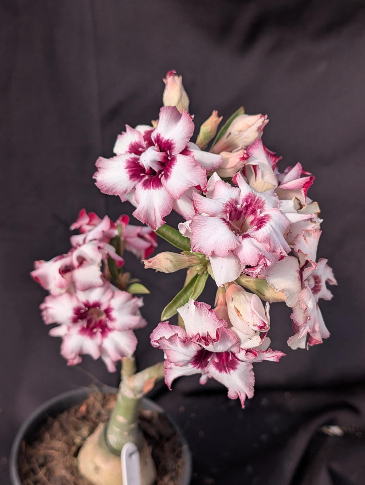 ROSA DO DESERTO LK 333 | BOUQUET BRANCO COM ROXO | DOBRADA - Apolonia Grade