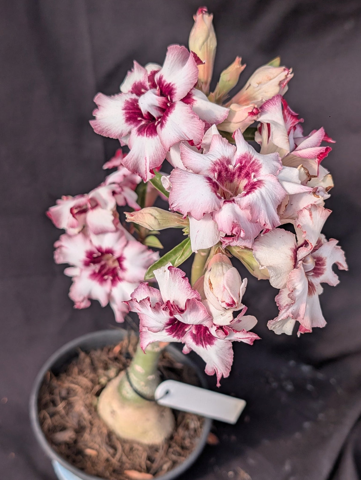 ROSA DO DESERTO LK 333 | BOUQUET BRANCO COM ROXO | DOBRADA - Apolonia Grade