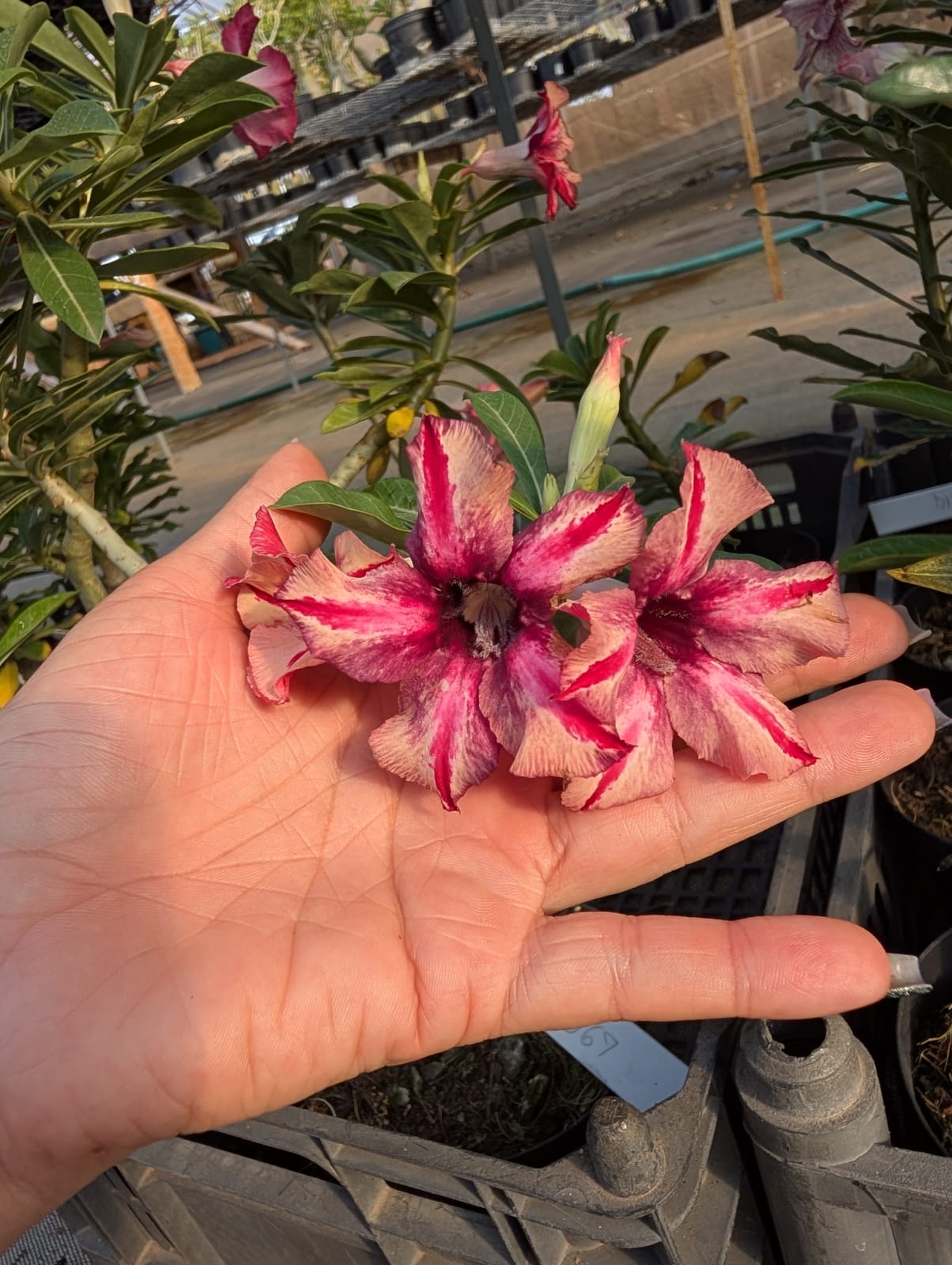 ROSA DO DESERTO LK 592 | ROXA SINGELA - Apolonia Grade