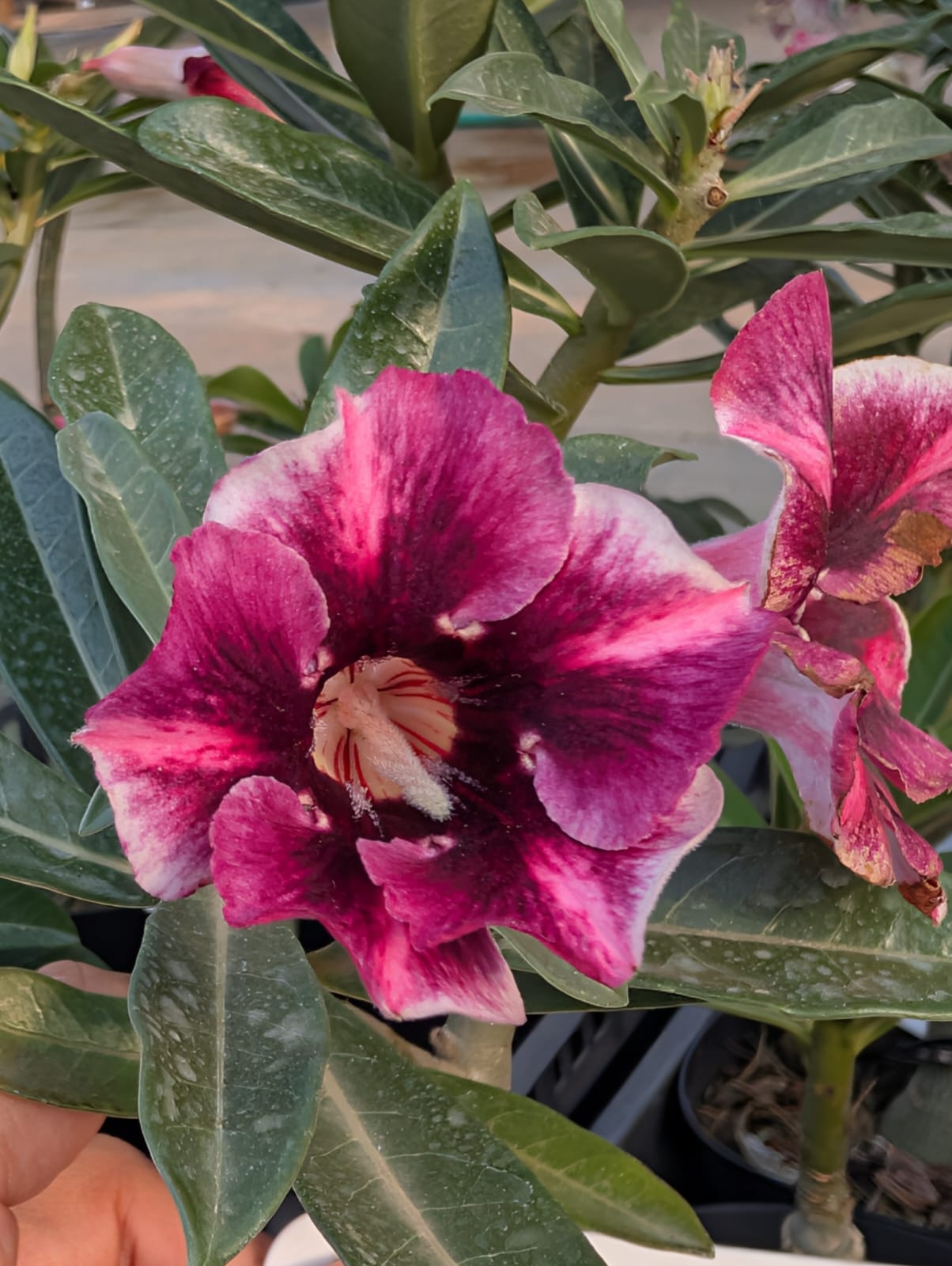 ROSA DO DESERTO LK 592 | ROXA SINGELA - Apolonia Grade