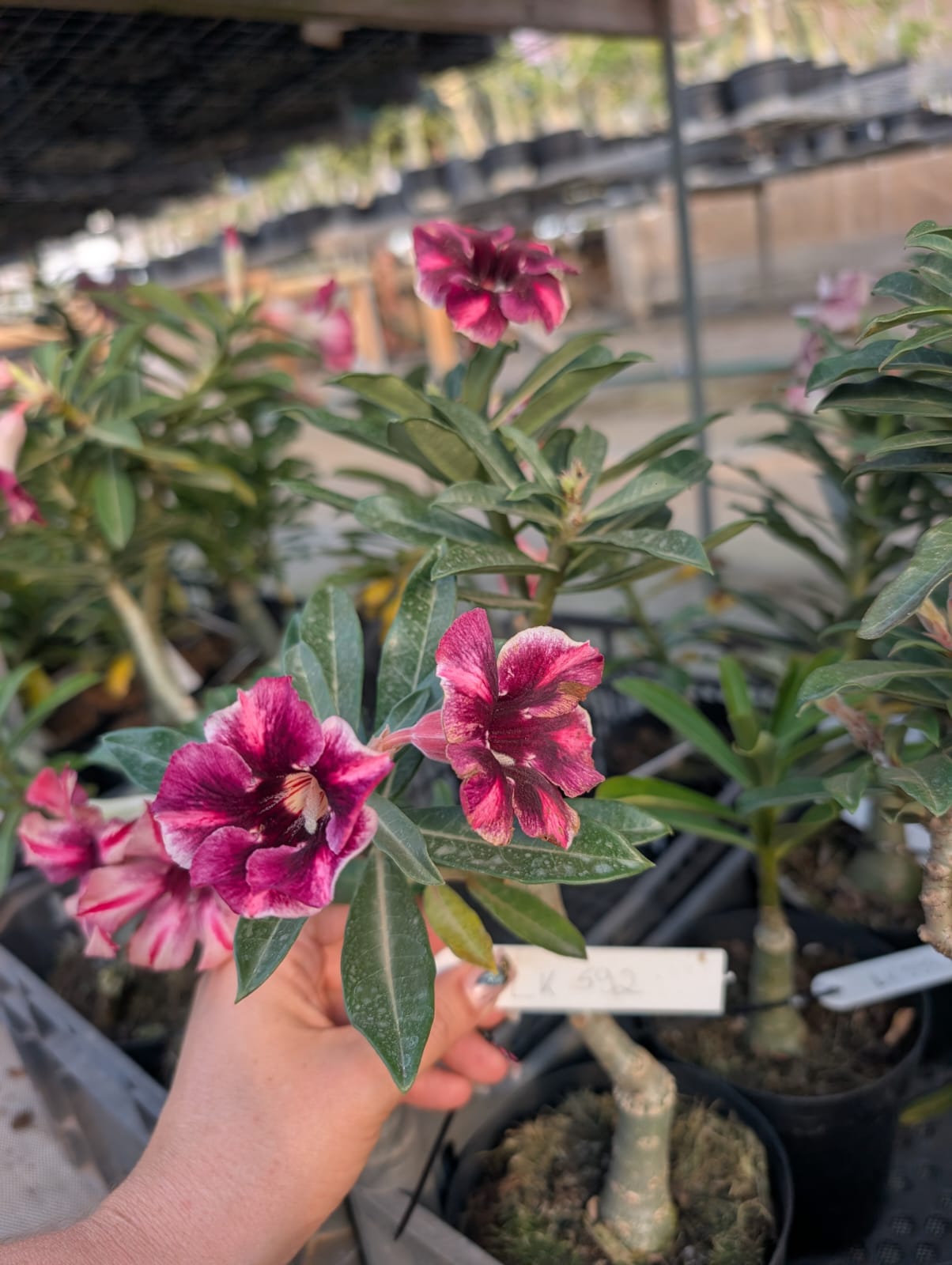 ROSA DO DESERTO LK 592 | ROXA SINGELA - Apolonia Grade