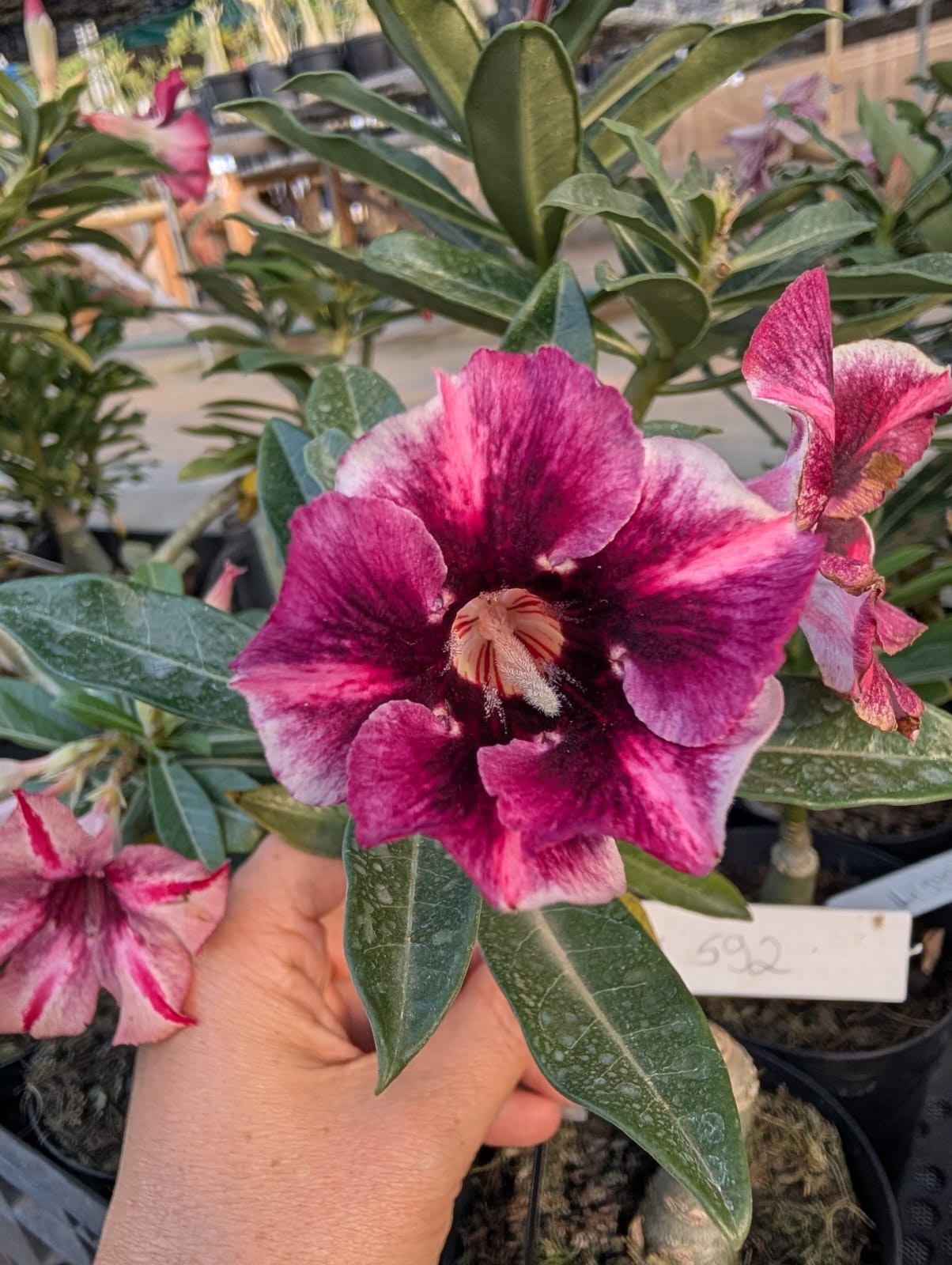 ROSA DO DESERTO LK 592 | ROXA SINGELA - Apolonia Grade