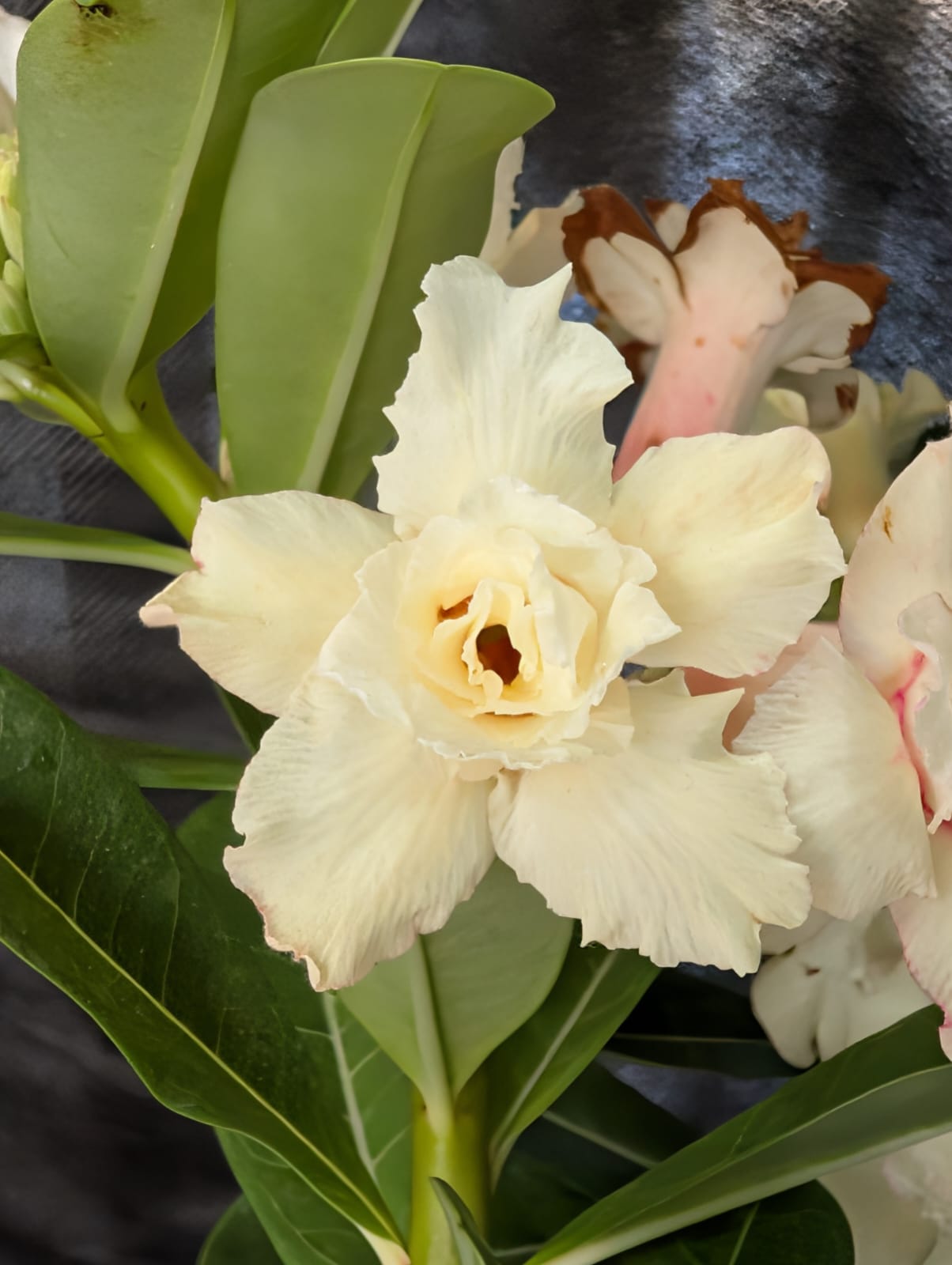 ROSA DO DESERTO LK 718 | PIPOQUINHA CREME - Apolonia Grade