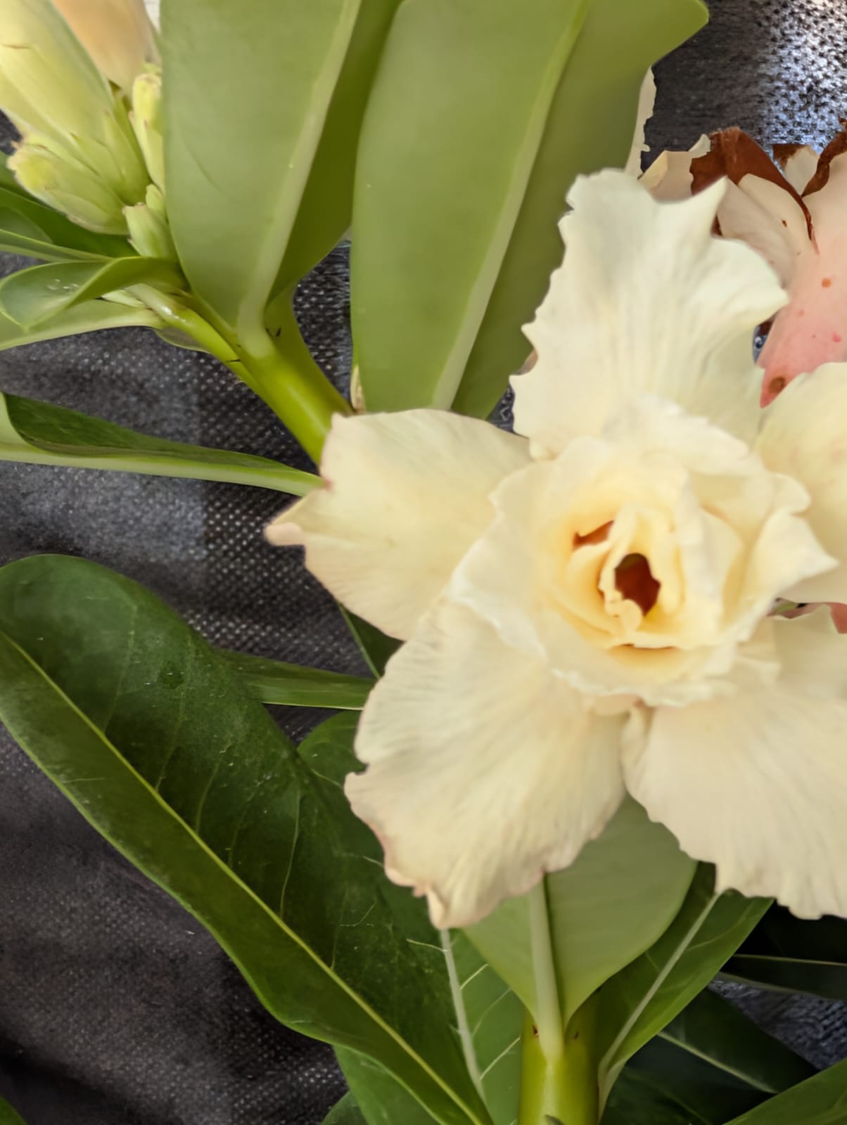 ROSA DO DESERTO LK 718 | PIPOQUINHA CREME - Apolonia Grade
