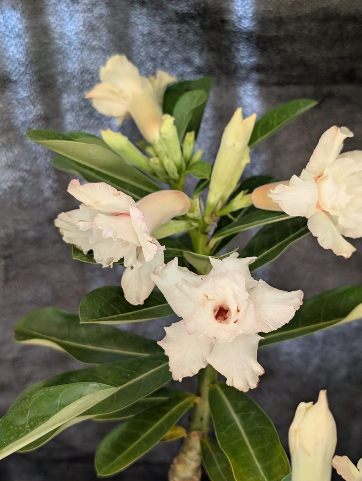 ROSA DO DESERTO LK 718 | PIPOQUINHA CREME - Apolonia Grade