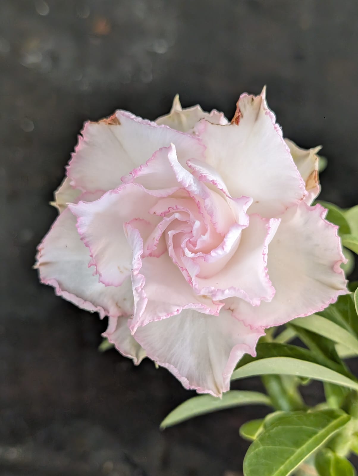 ROSA DO DESERTO LK 738 | BRANCA SUAVE | MULTIPÉTALAS - Apolonia Grade