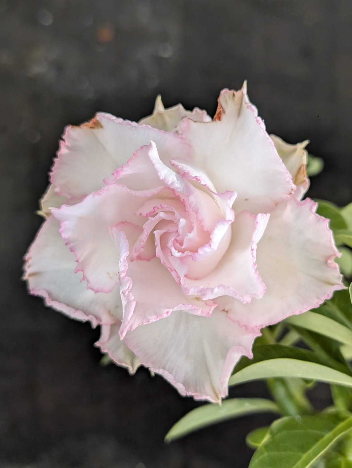ROSA DO DESERTO LK 738 | BRANCA SUAVE | MULTIPÉTALAS - Apolonia Grade