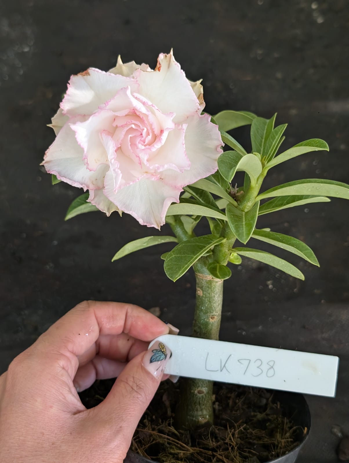 ROSA DO DESERTO LK 738 | BRANCA SUAVE | MULTIPÉTALAS - Apolonia Grade