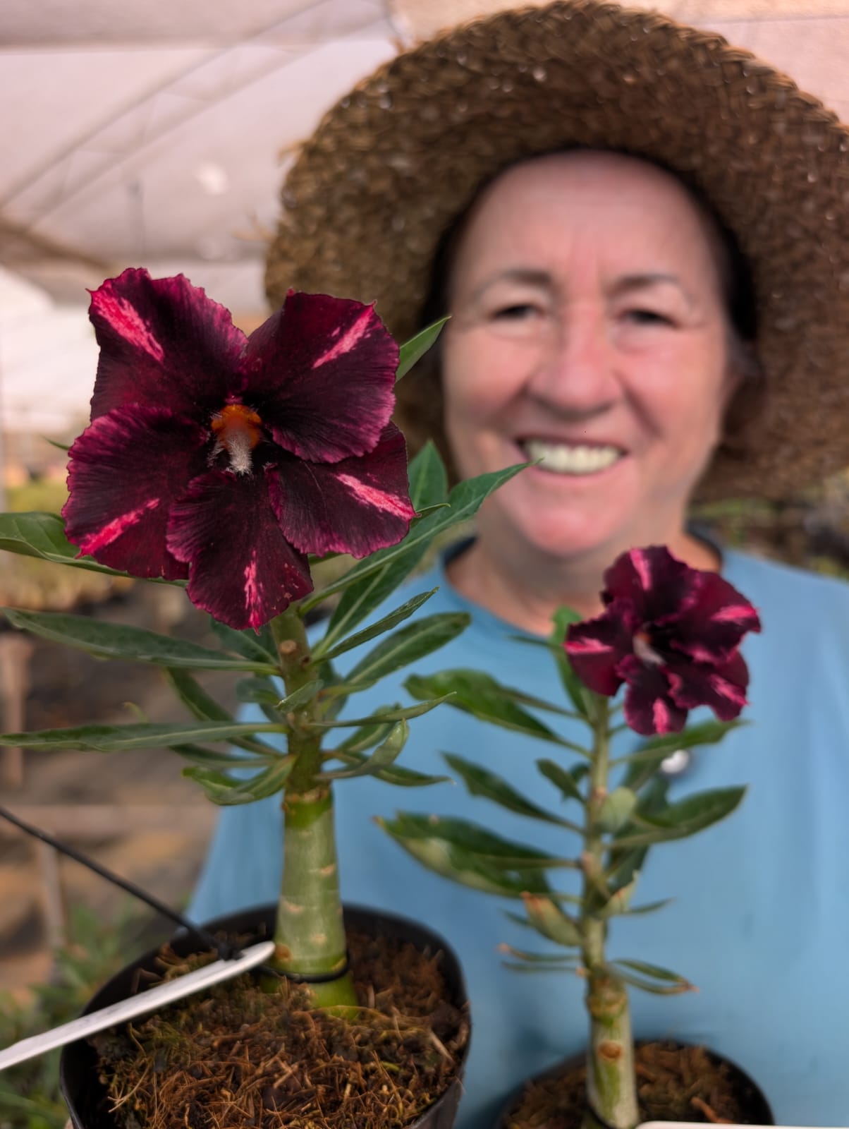 ROSA DO DESERTO LK 818 | NEGRA SINGELA - Apolonia Grade