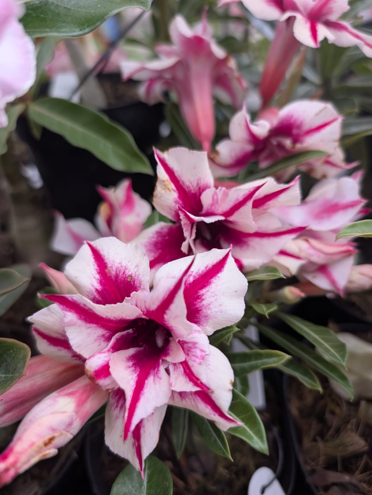 ROSA DO DESERTO LK523 | DOBRADA - Apolonia Grade