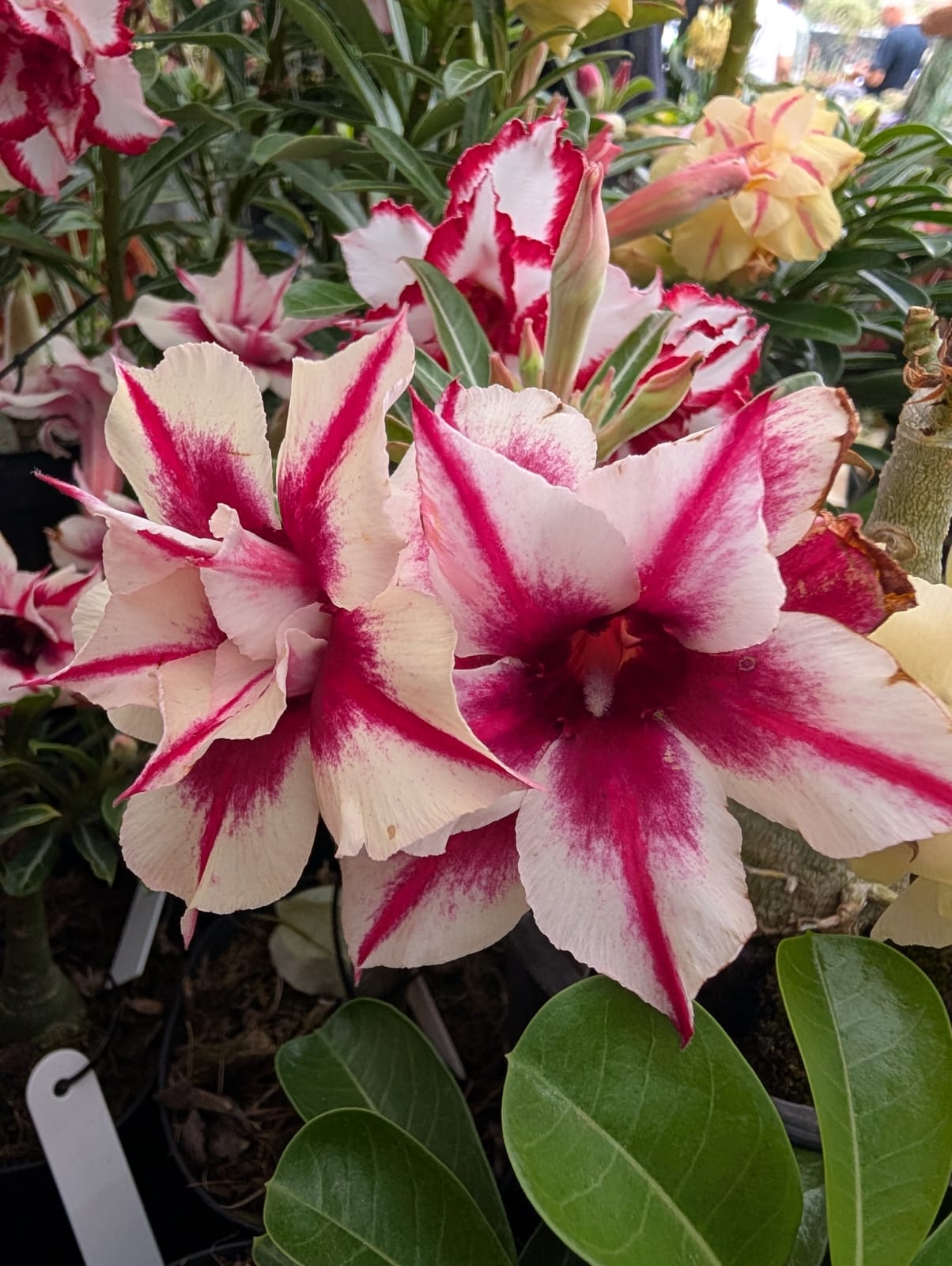 ROSA DO DESERTO LK523 | DOBRADA - Apolonia Grade