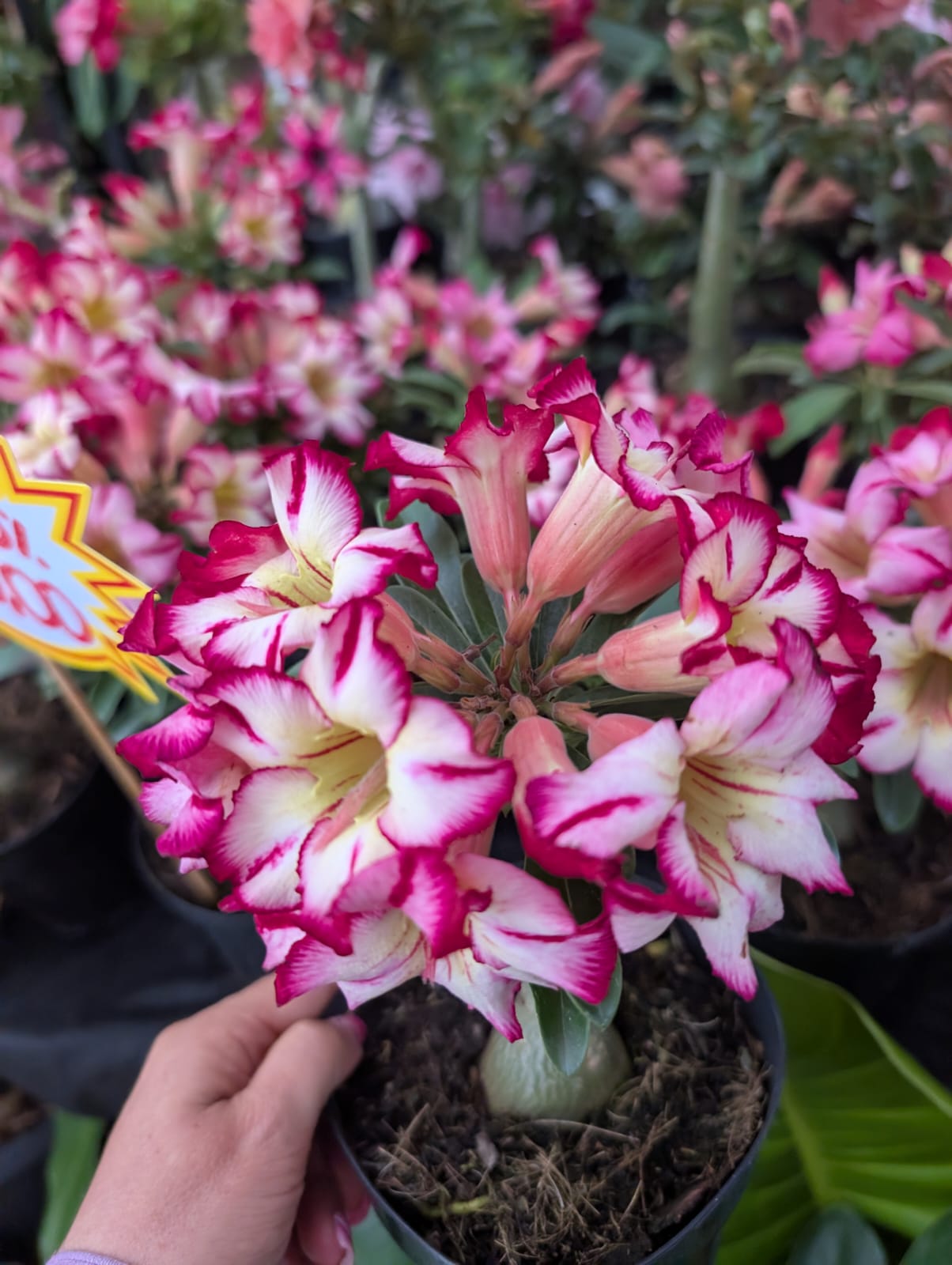 ROSA DO DESERTO LK600 | CRISTATA BOUQUET - Apolonia Grade