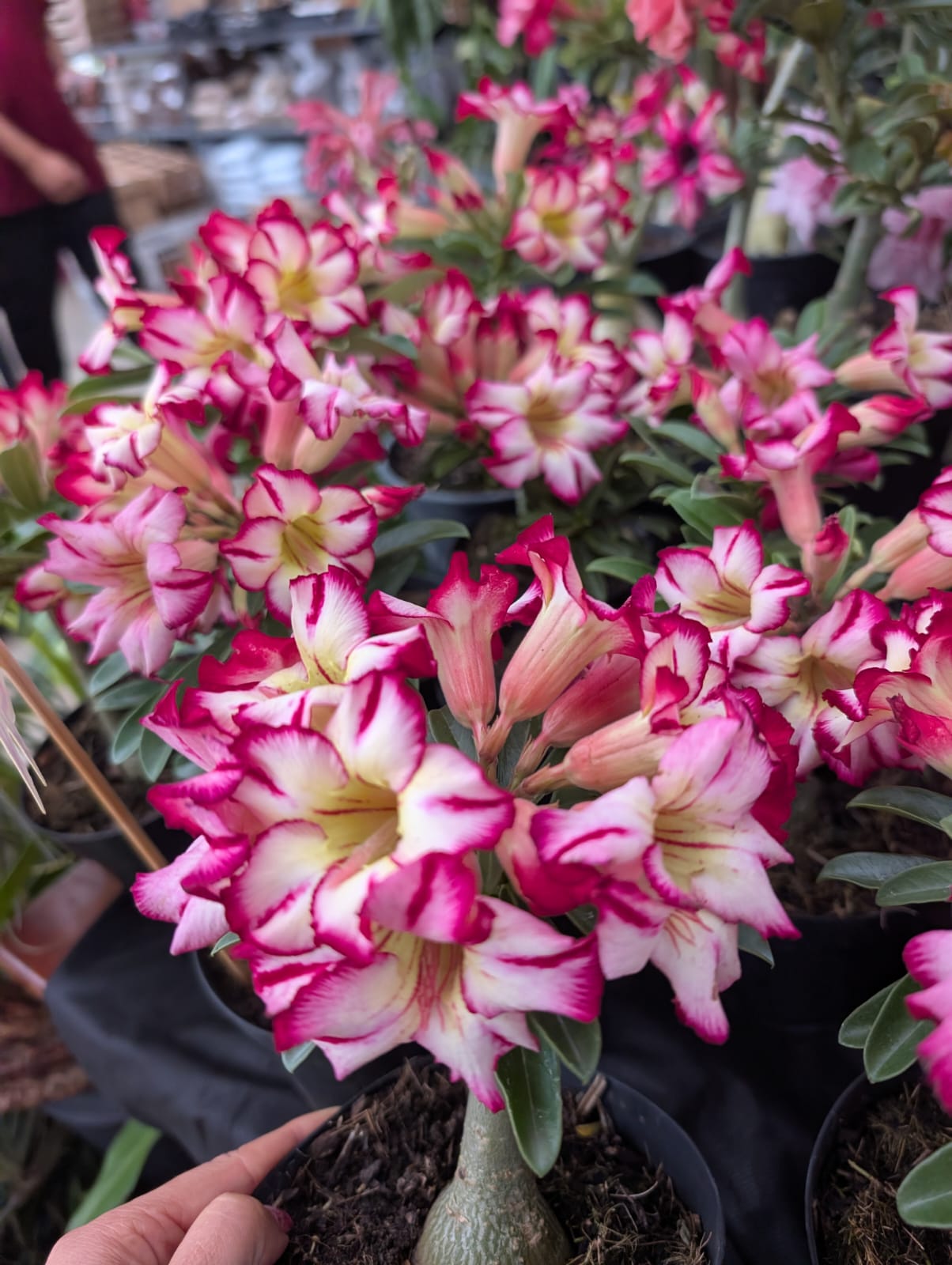 ROSA DO DESERTO LK600 | CRISTATA BOUQUET - Apolonia Grade