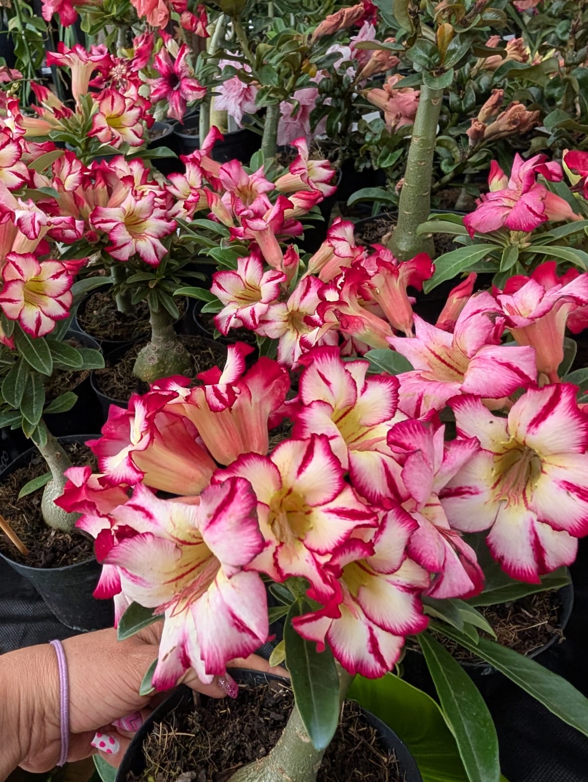 ROSA DO DESERTO LK600 | CRISTATA BOUQUET - Apolonia Grade