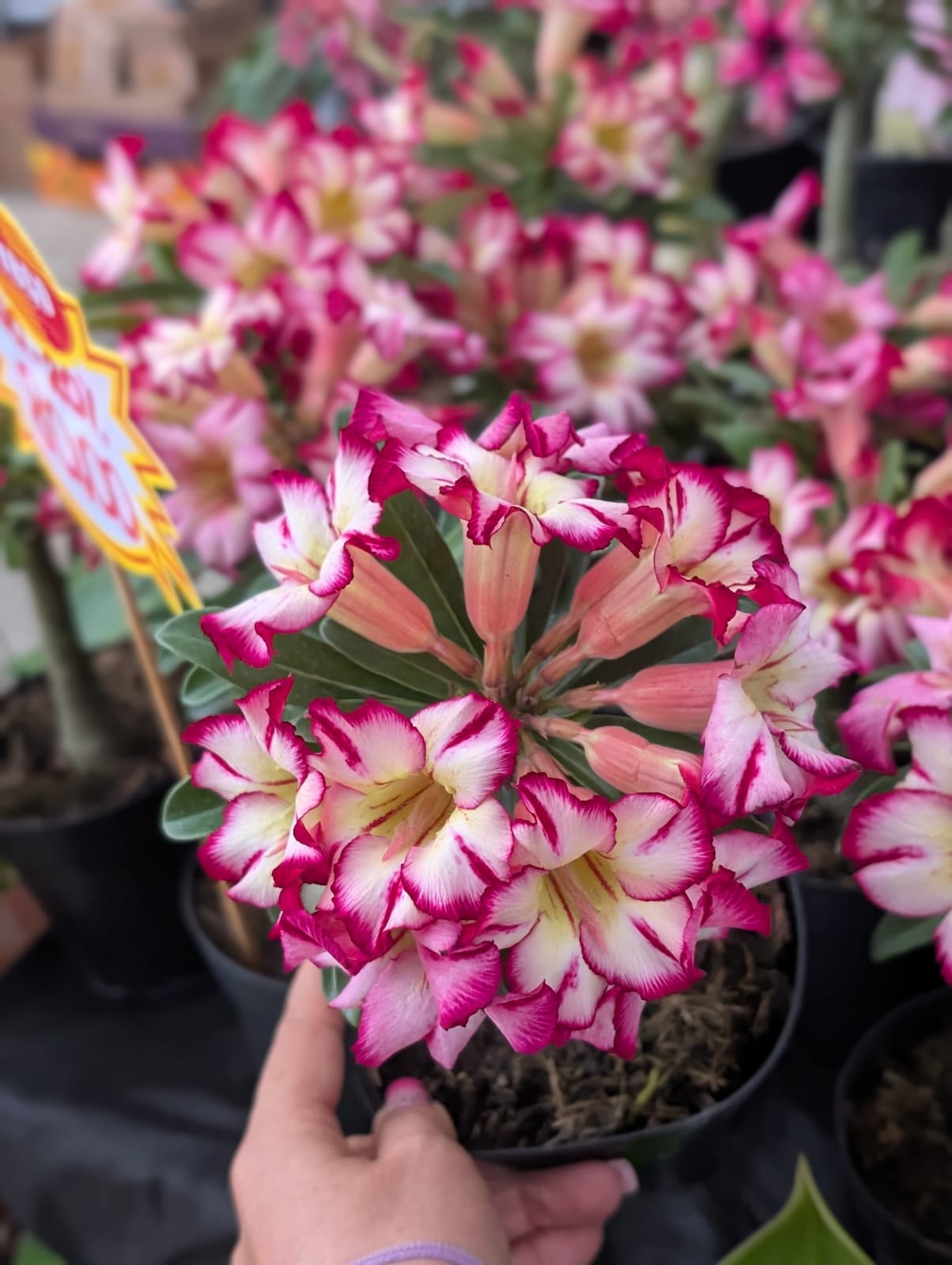 ROSA DO DESERTO LK600 | CRISTATA BOUQUET - Apolonia Grade