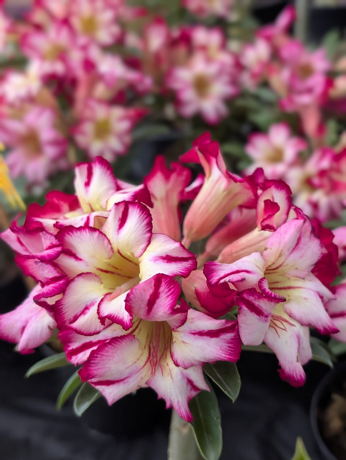 ROSA DO DESERTO LK600 | CRISTATA BOUQUET - Apolonia Grade