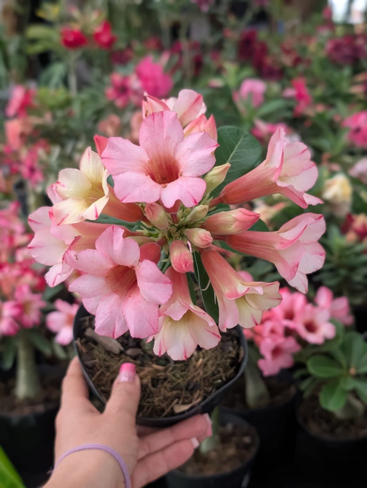 ROSA DO DESERTO LK667 | CRISTATA BOUQUET - Apolonia Grade