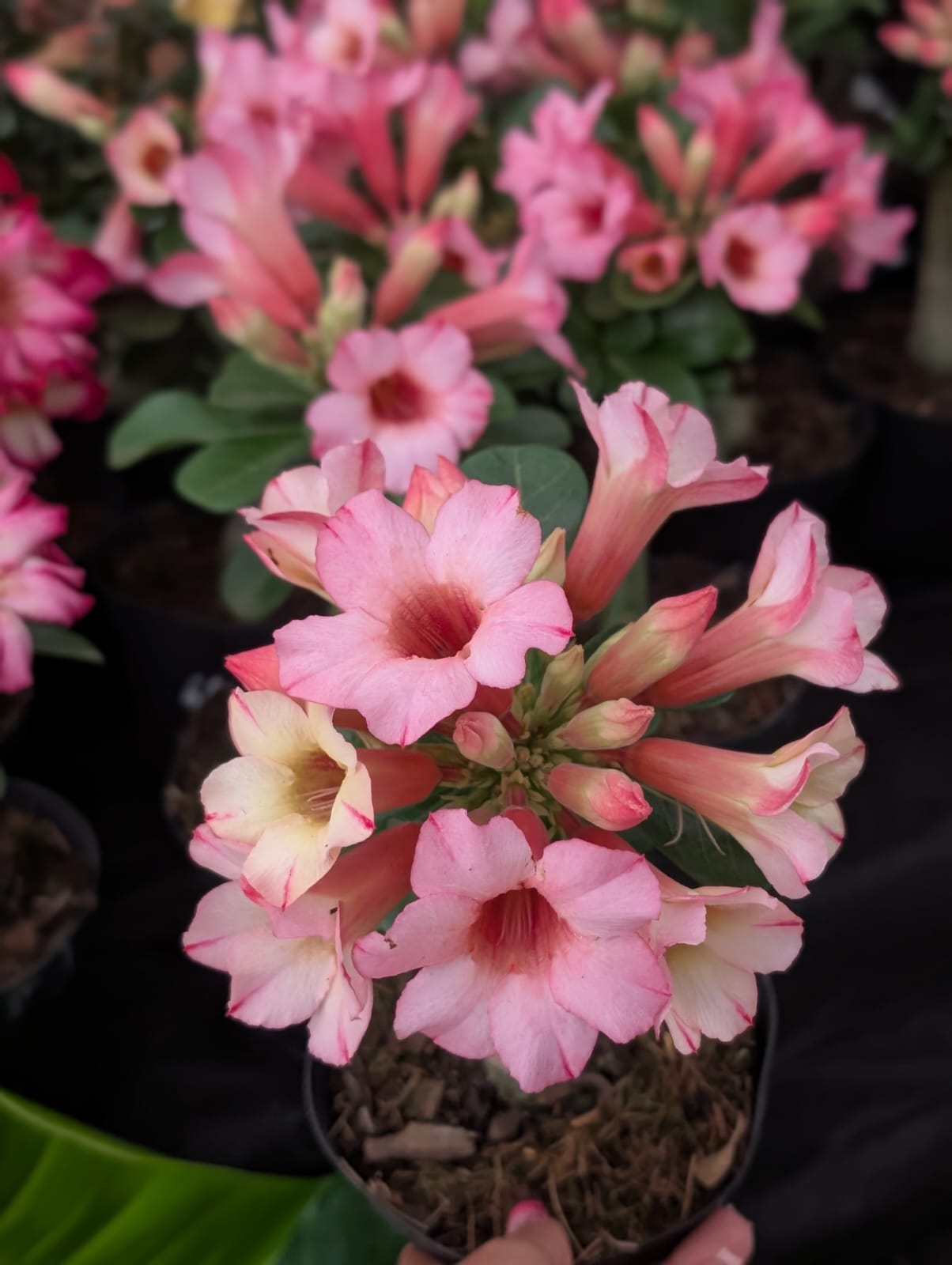 ROSA DO DESERTO LK667 | CRISTATA BOUQUET - Apolonia Grade