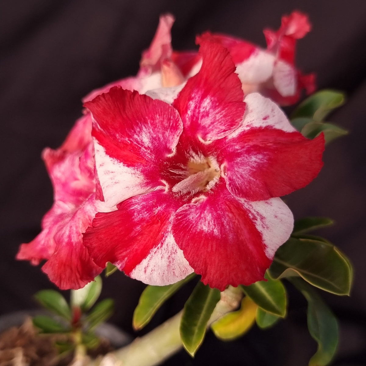 ROSA DO DESERTO LK721 | CRISTATA BOUQUET - Apolonia Grade