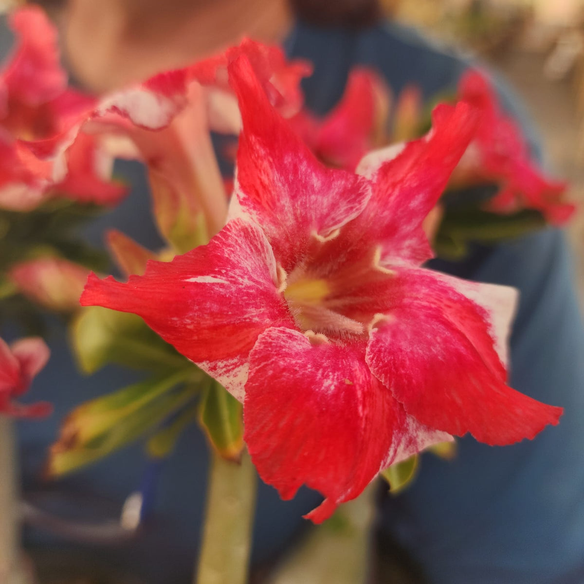ROSA DO DESERTO LK721 | CRISTATA BOUQUET - Apolonia Grade
