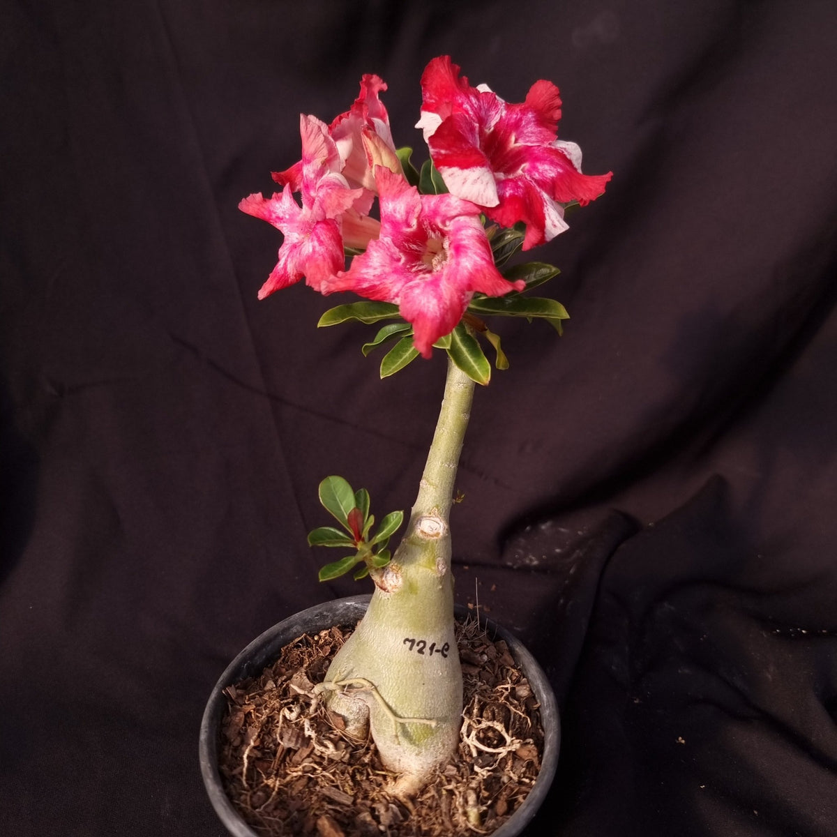 ROSA DO DESERTO LK721 | CRISTATA BOUQUET - Apolonia Grade