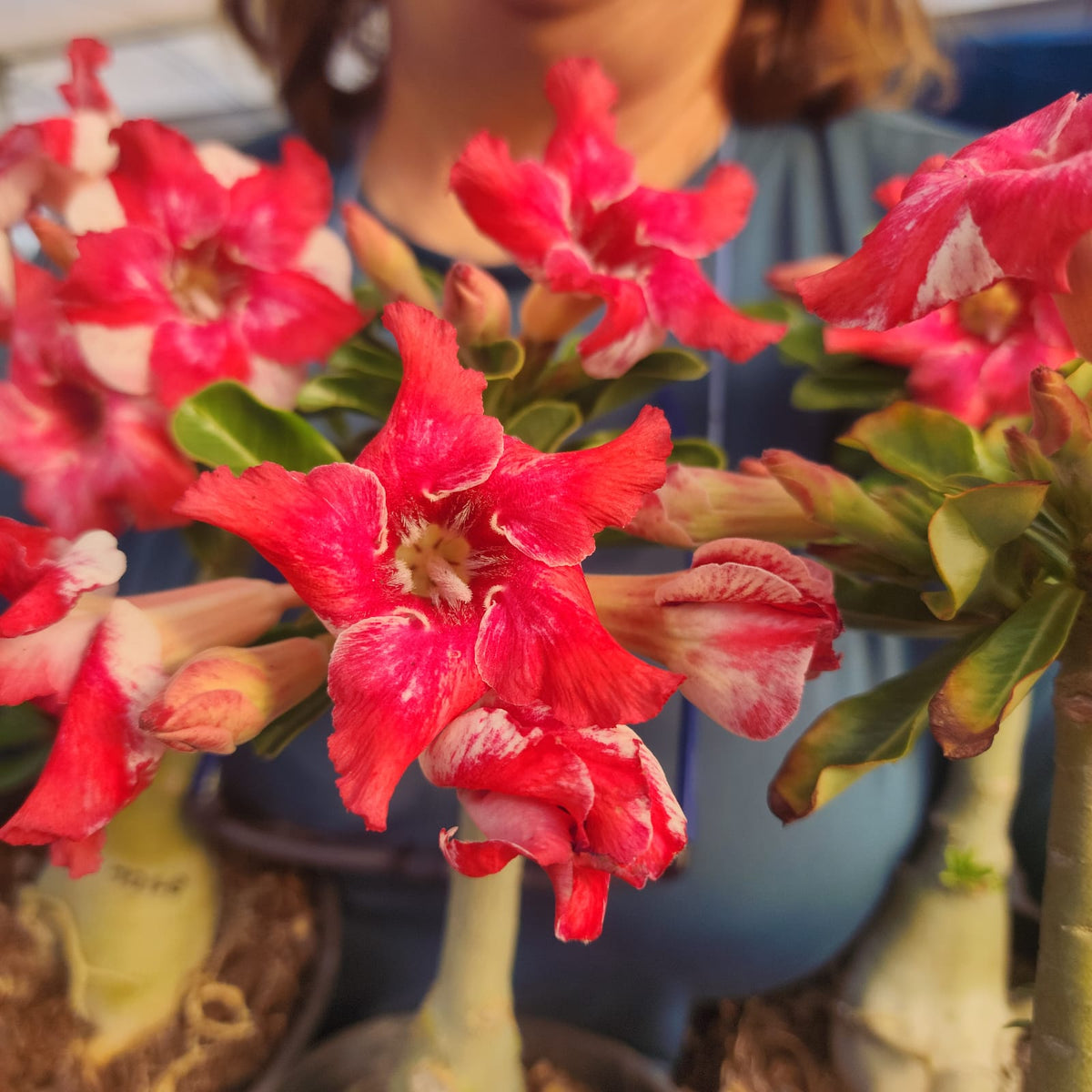ROSA DO DESERTO LK721 | CRISTATA BOUQUET - Apolonia Grade