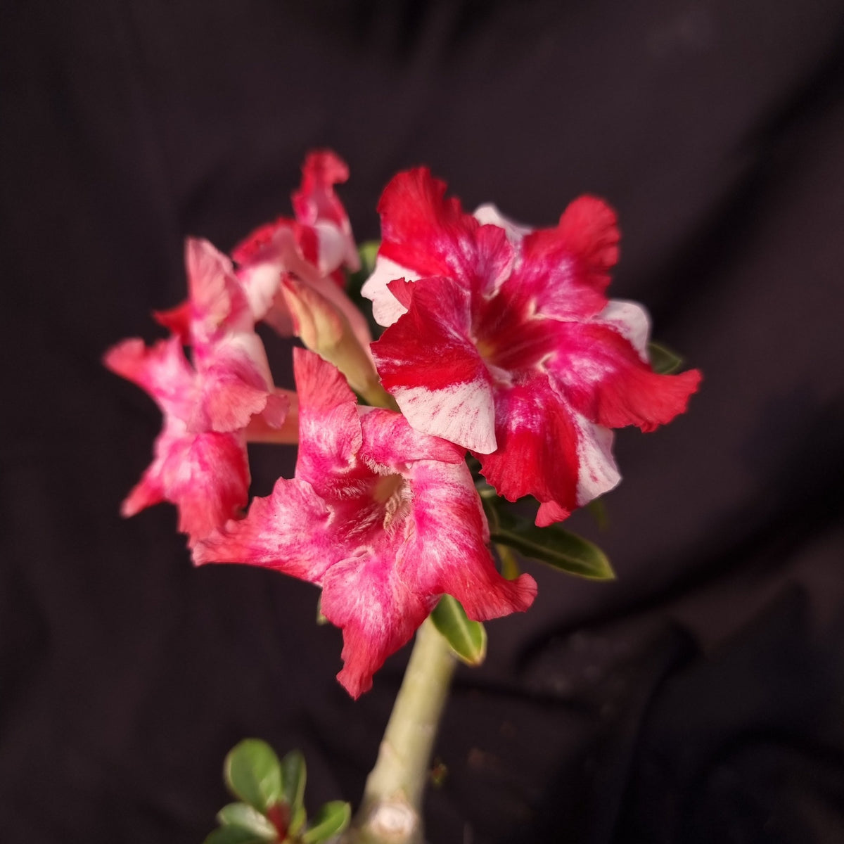 ROSA DO DESERTO LK721 | CRISTATA BOUQUET - Apolonia Grade