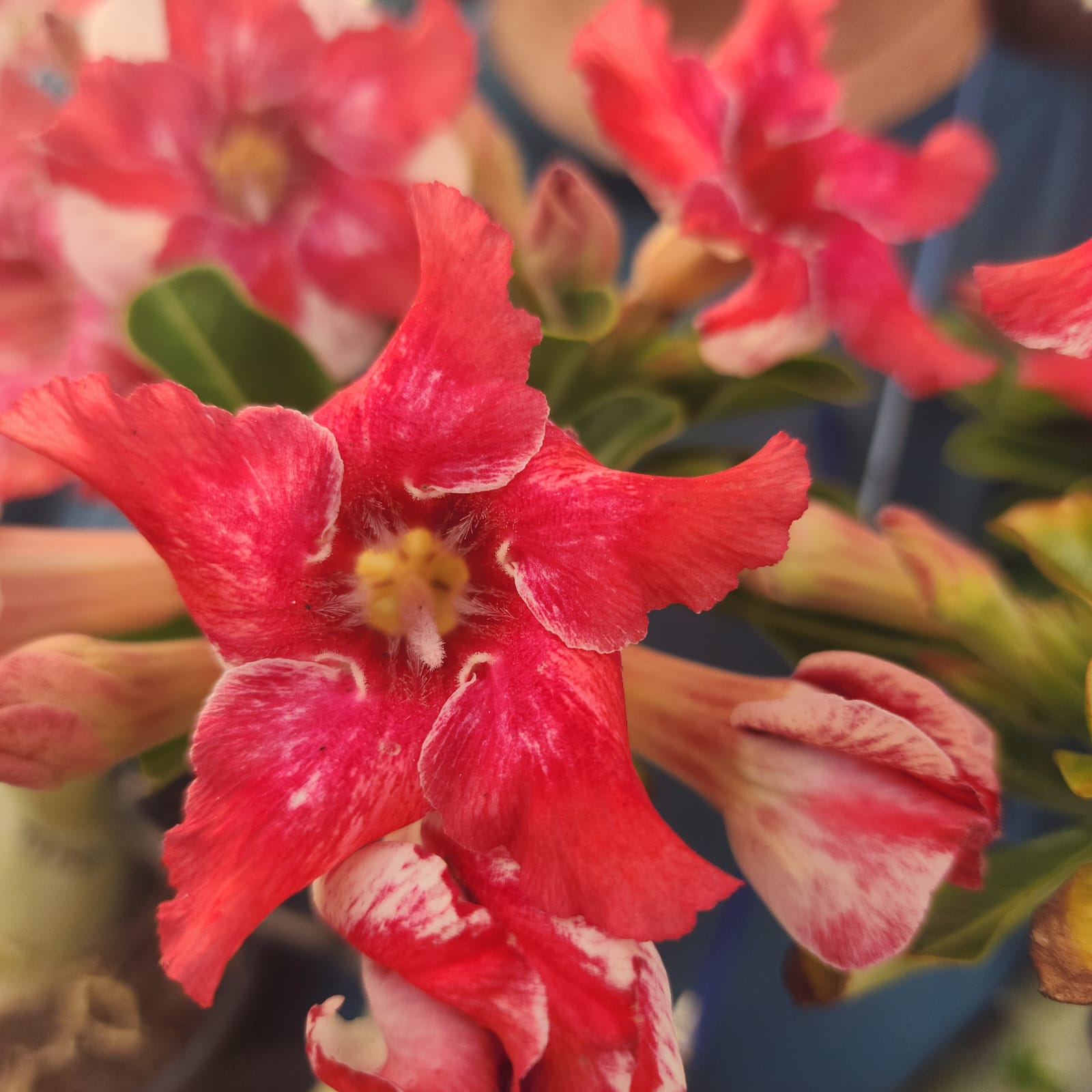 ROSA DO DESERTO LK721 | CRISTATA BOUQUET - Apolonia Grade