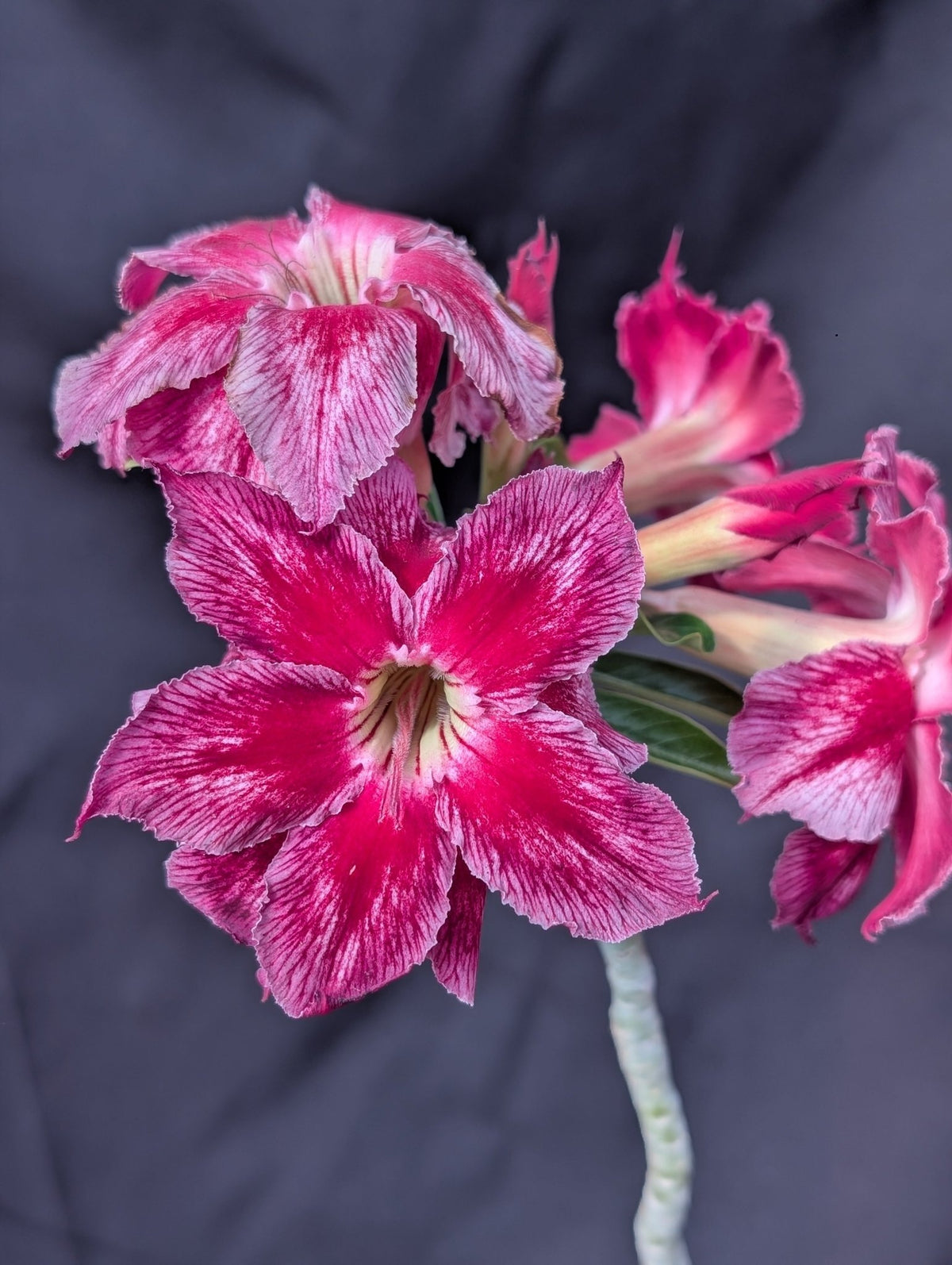 ROSA DO DESERTO LONDON | DOBRADA - Apolonia Grade