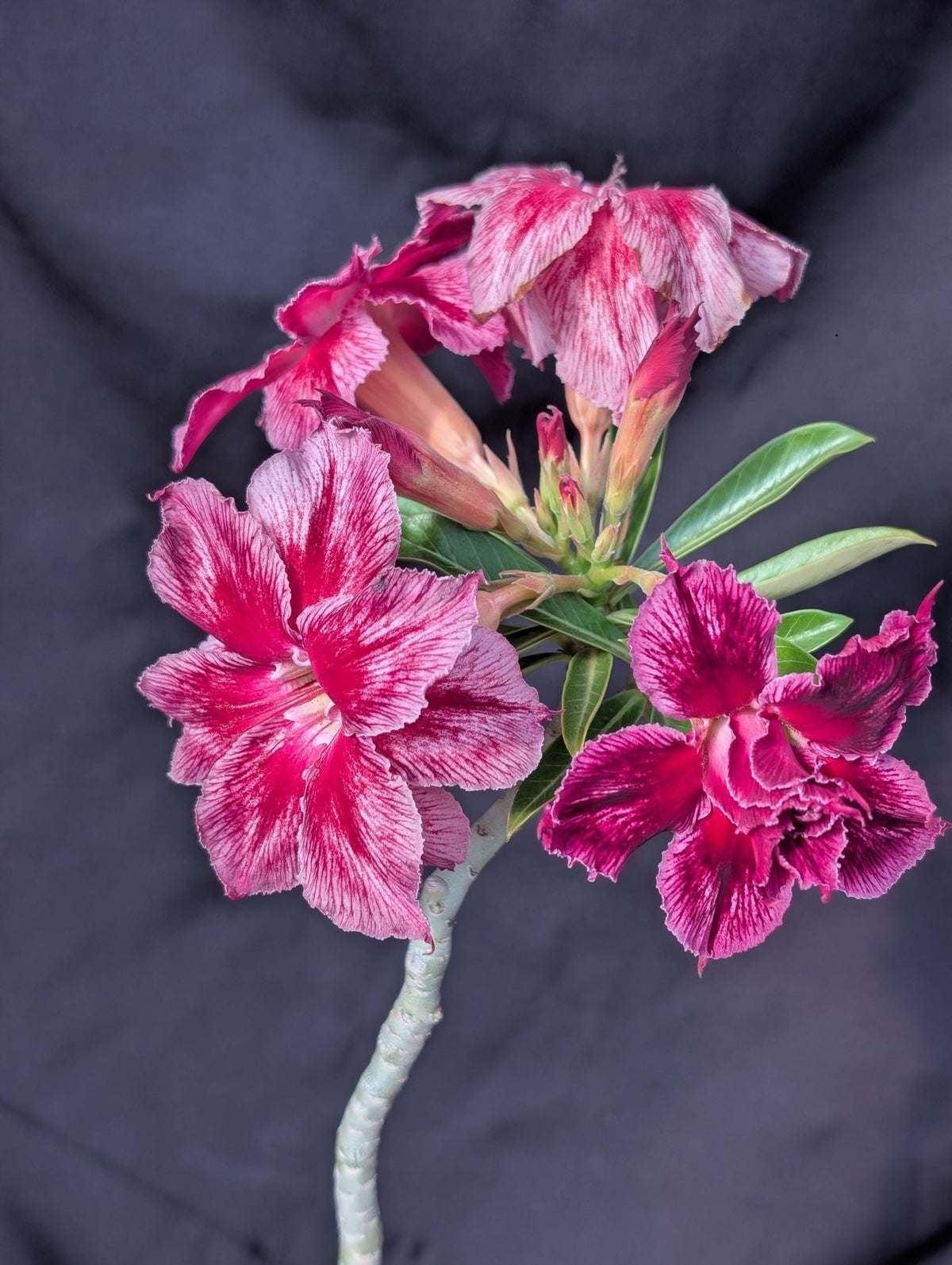 ROSA DO DESERTO LONDON | DOBRADA - Apolonia Grade