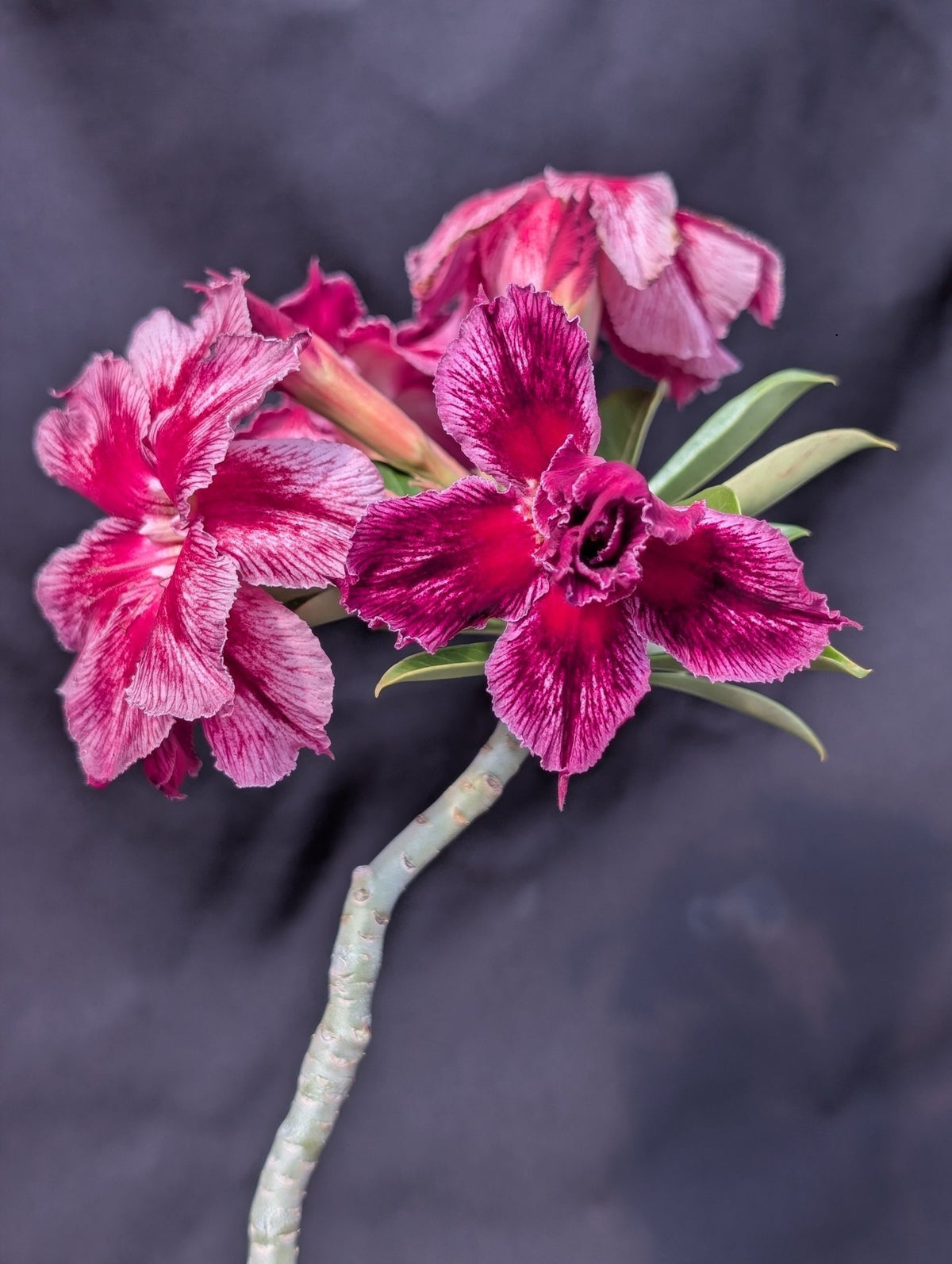 ROSA DO DESERTO LONDON | DOBRADA - Apolonia Grade