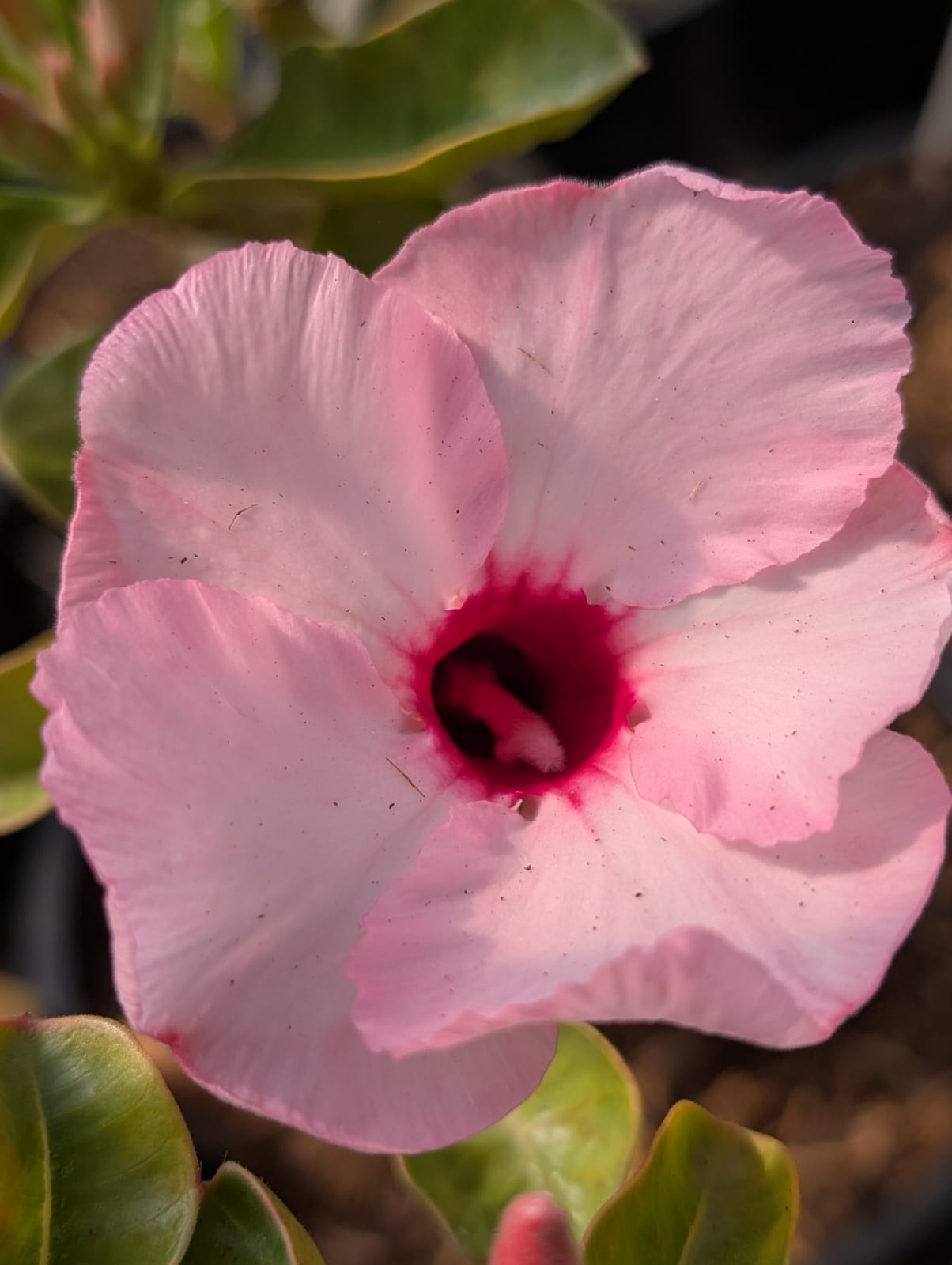 ROSA DO DESERTO LUCKY PINK | SINGELA - Apolonia Grade
