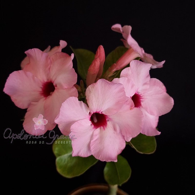 ROSA DO DESERTO LUCKY PINK | SINGELA - Apolonia Grade