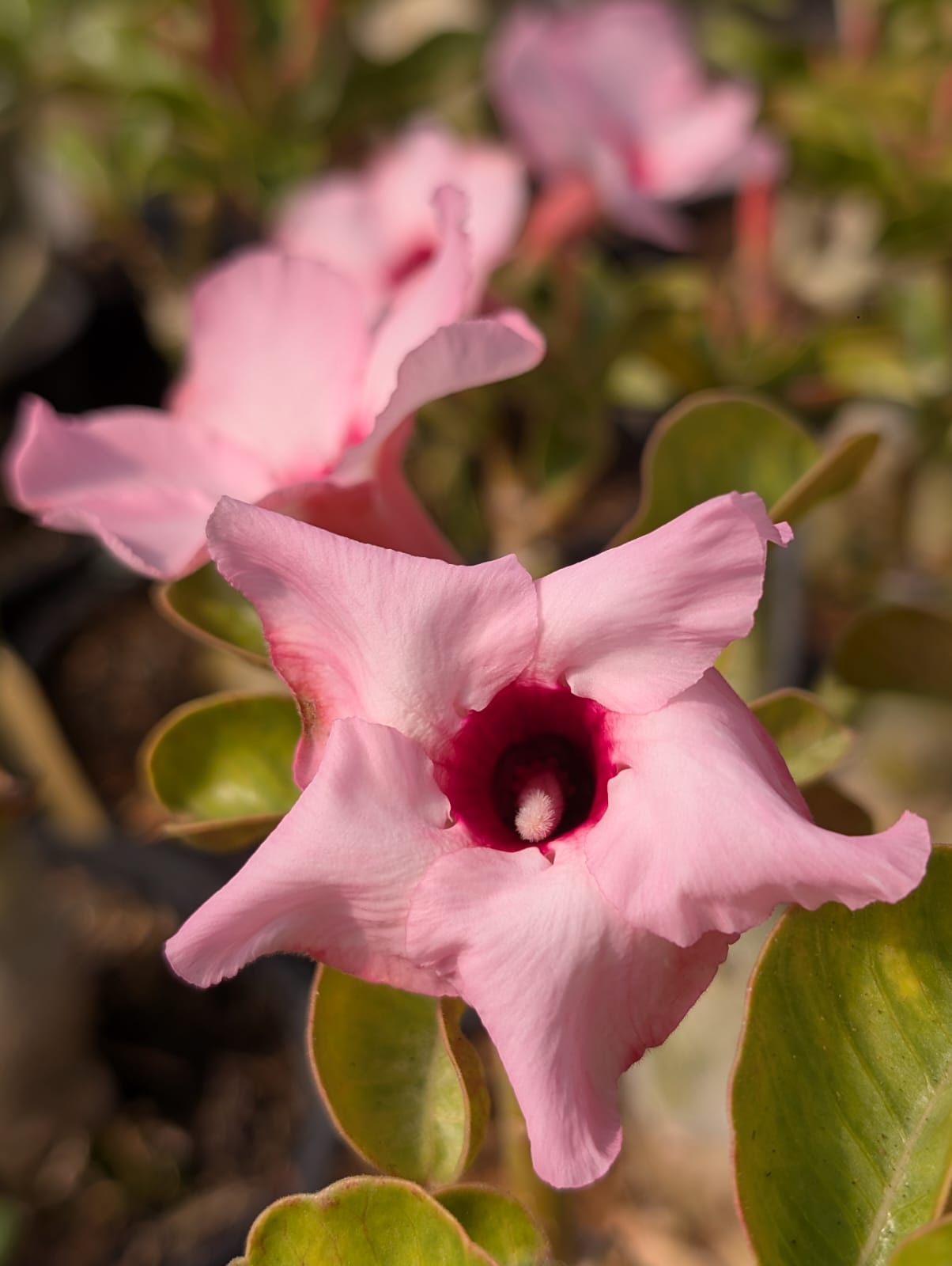 ROSA DO DESERTO LUCKY PINK | SINGELA - Apolonia Grade