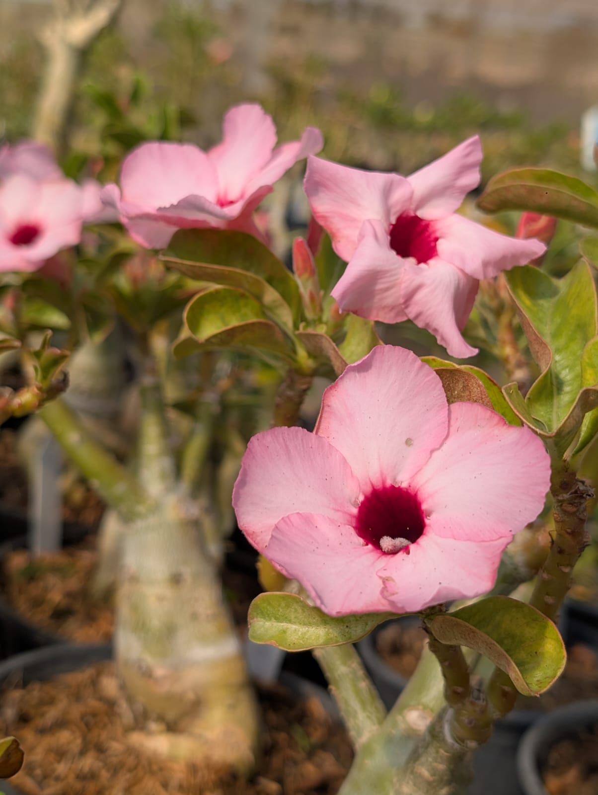 ROSA DO DESERTO LUCKY PINK | SINGELA - Apolonia Grade