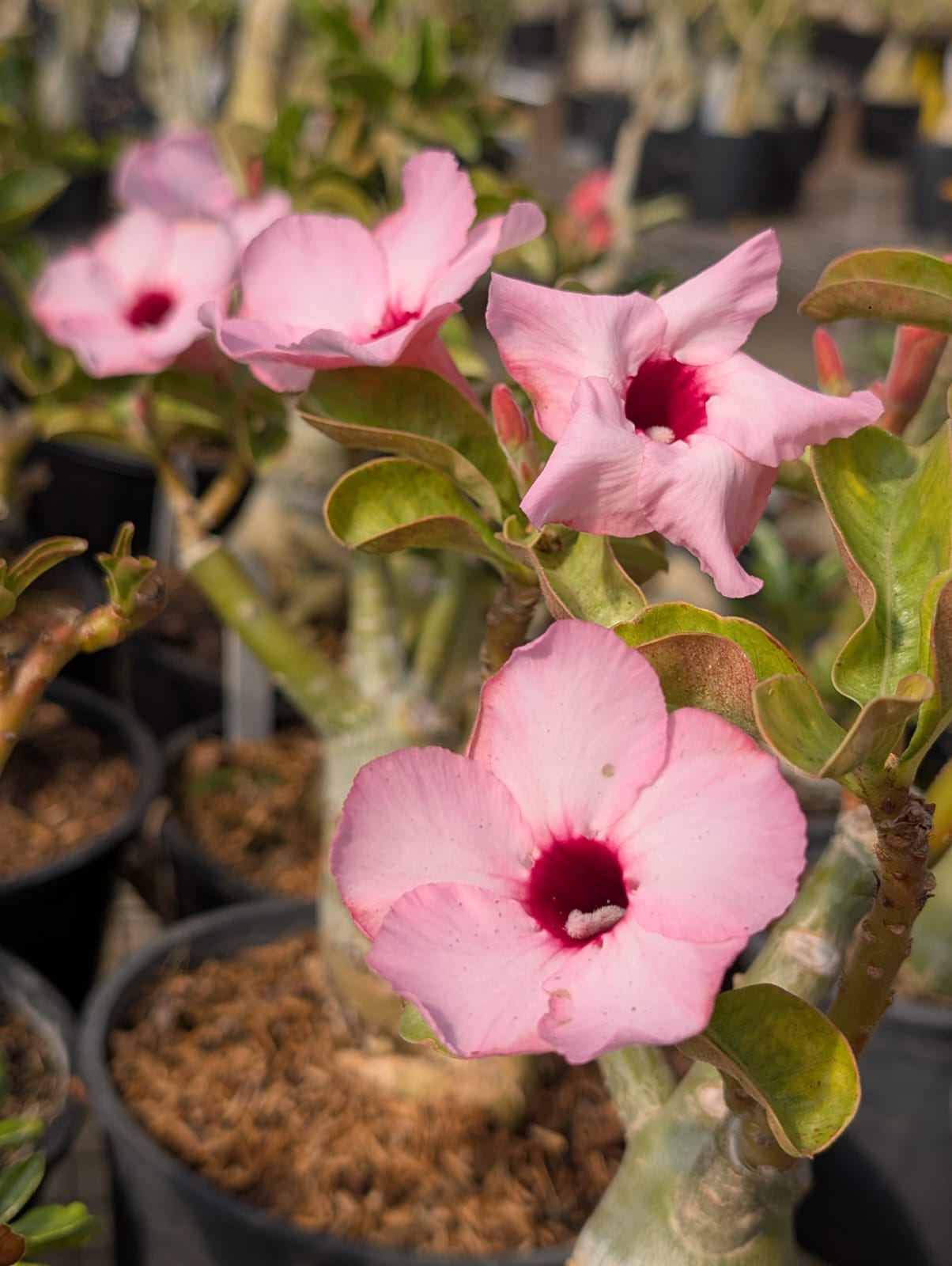 ROSA DO DESERTO LUCKY PINK | SINGELA - Apolonia Grade