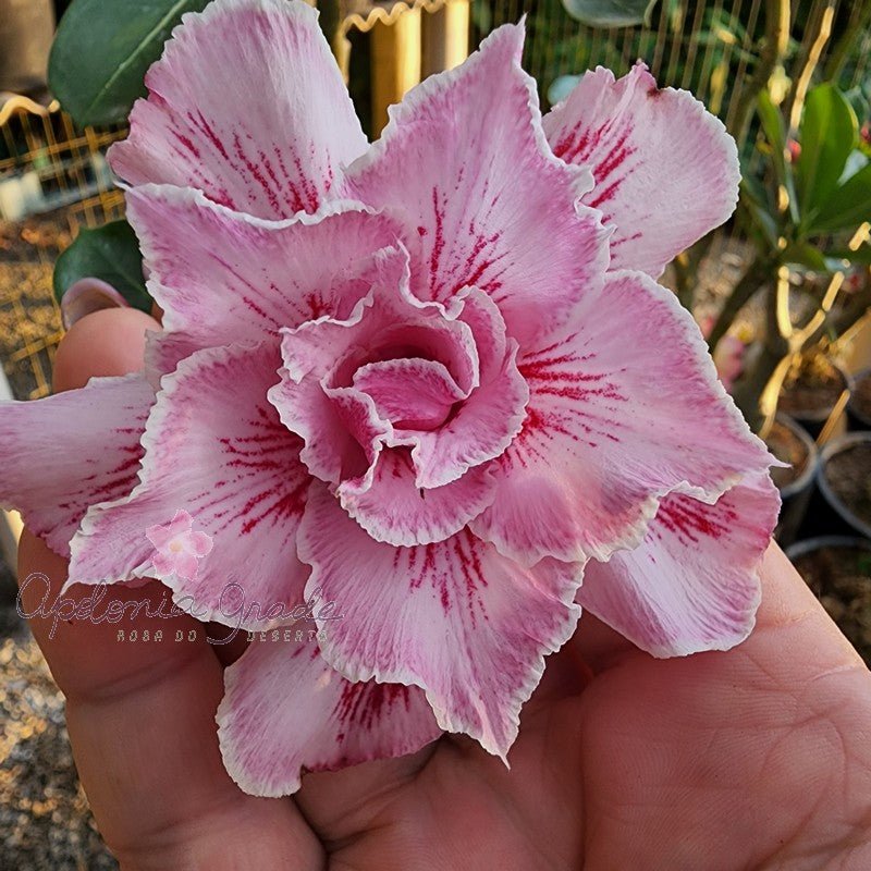 ROSA DO DESERTO LUNA | MULTIPÉTALAS - Apolonia Grade