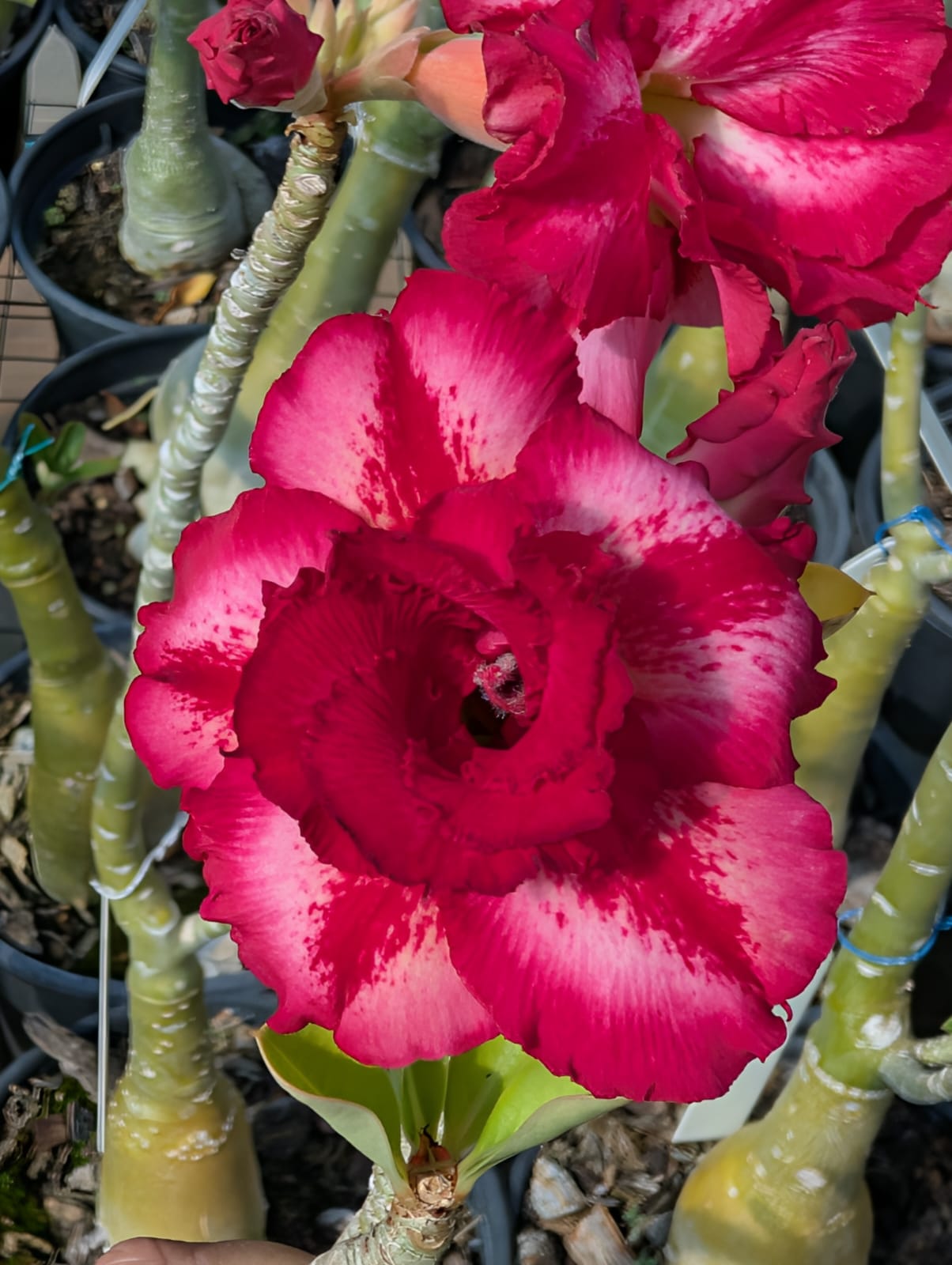 ROSA DO DESERTO MERCEDES | MULTIPÉTALAS - Apolonia Grade