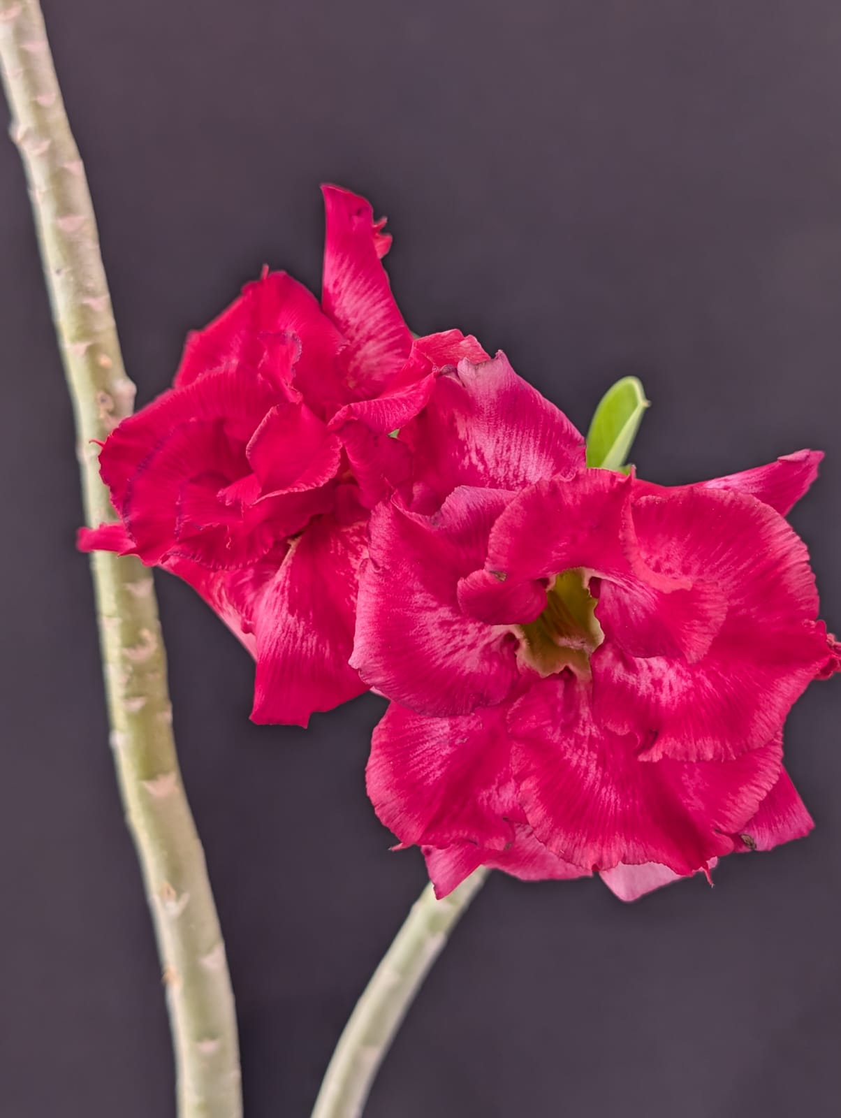 ROSA DO DESERTO MERCEDES | MULTIPÉTALAS - Apolonia Grade