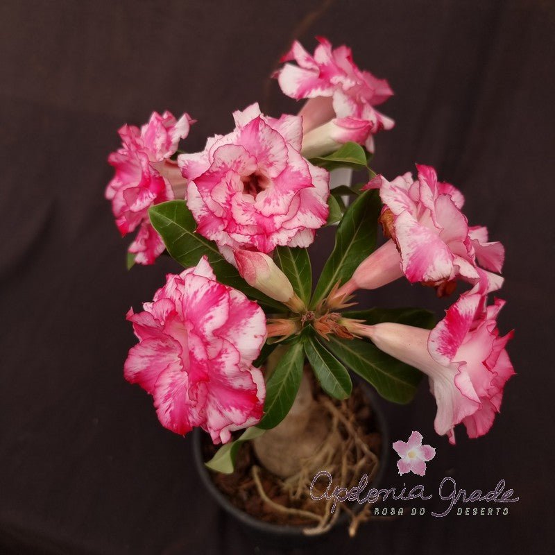 ROSA DO DESERTO MISS BANGKOK | MULTIPÉTALAS - Apolonia Grade