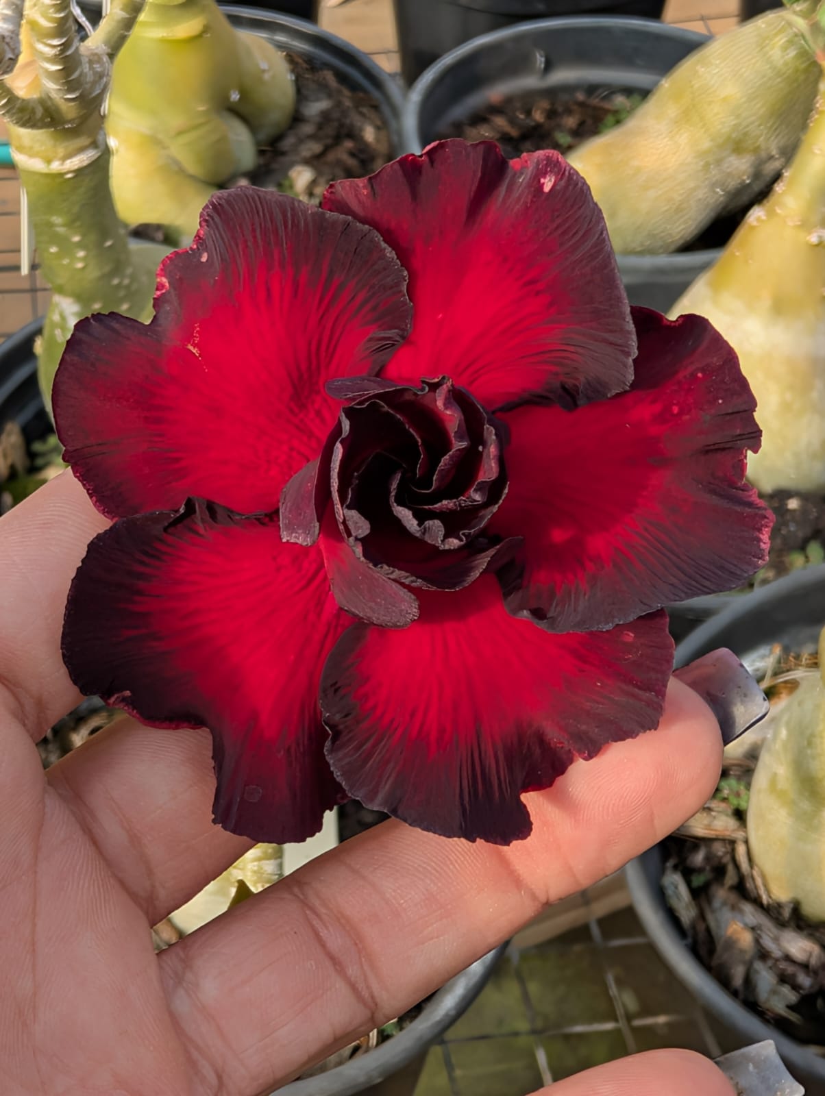 ROSA DO DESERTO MISS | DOBRADA - Apolonia Grade