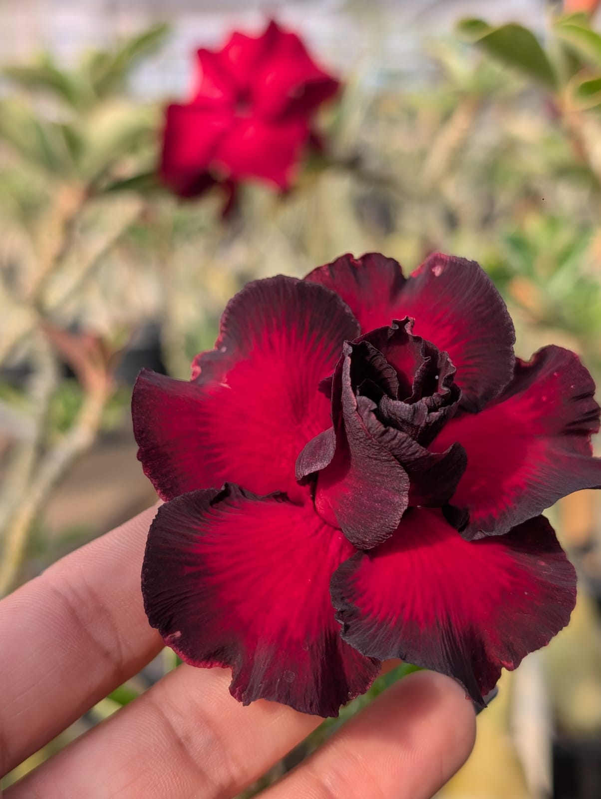 ROSA DO DESERTO MISS | DOBRADA - Apolonia Grade